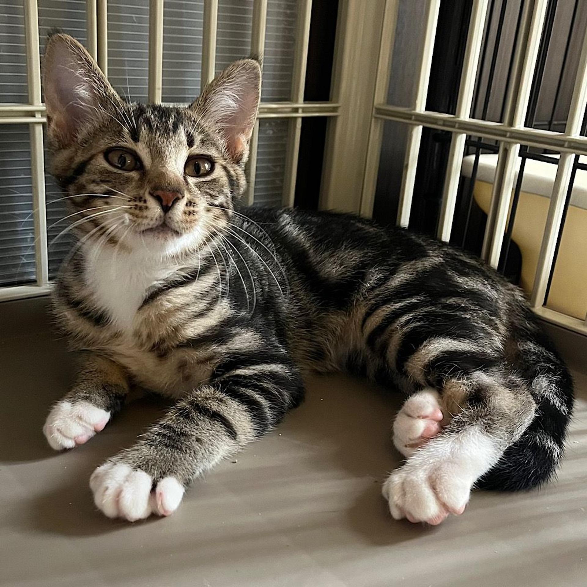 pet-image-2