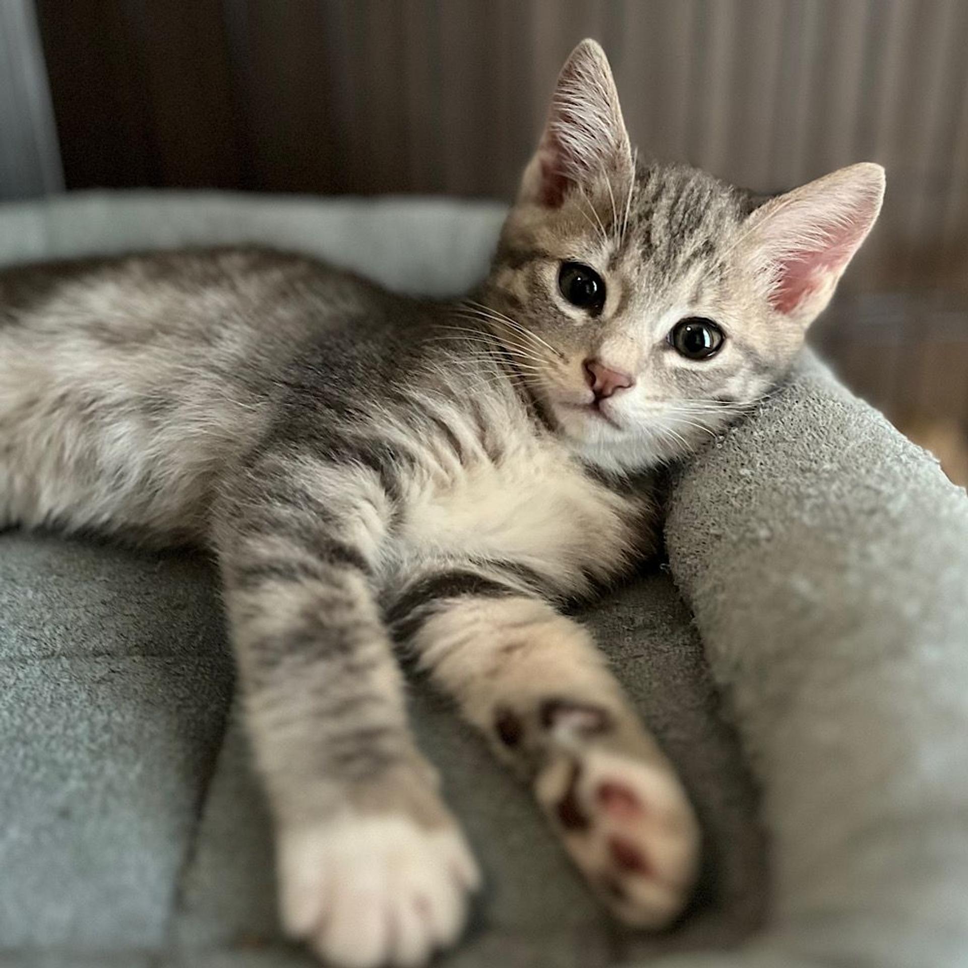 pet-image-2