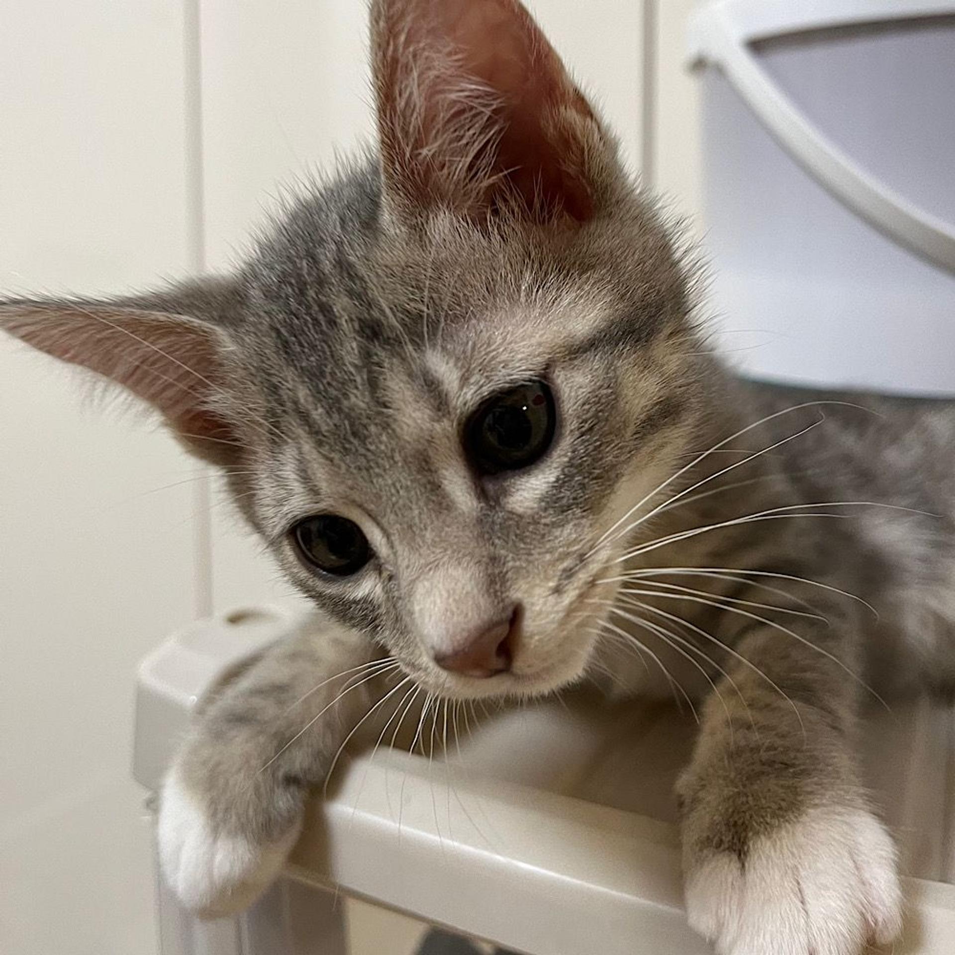 pet-image-3