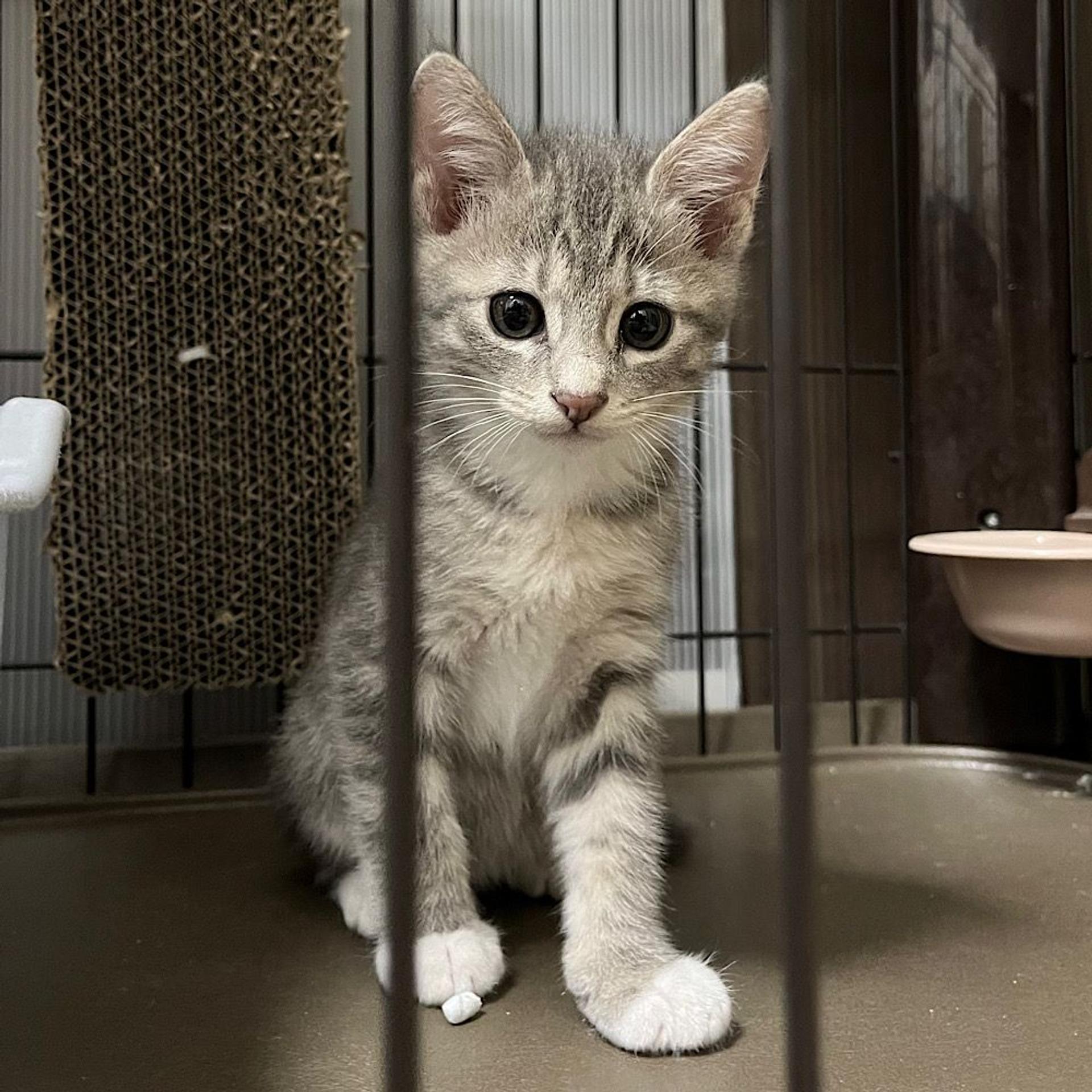 pet-image-4