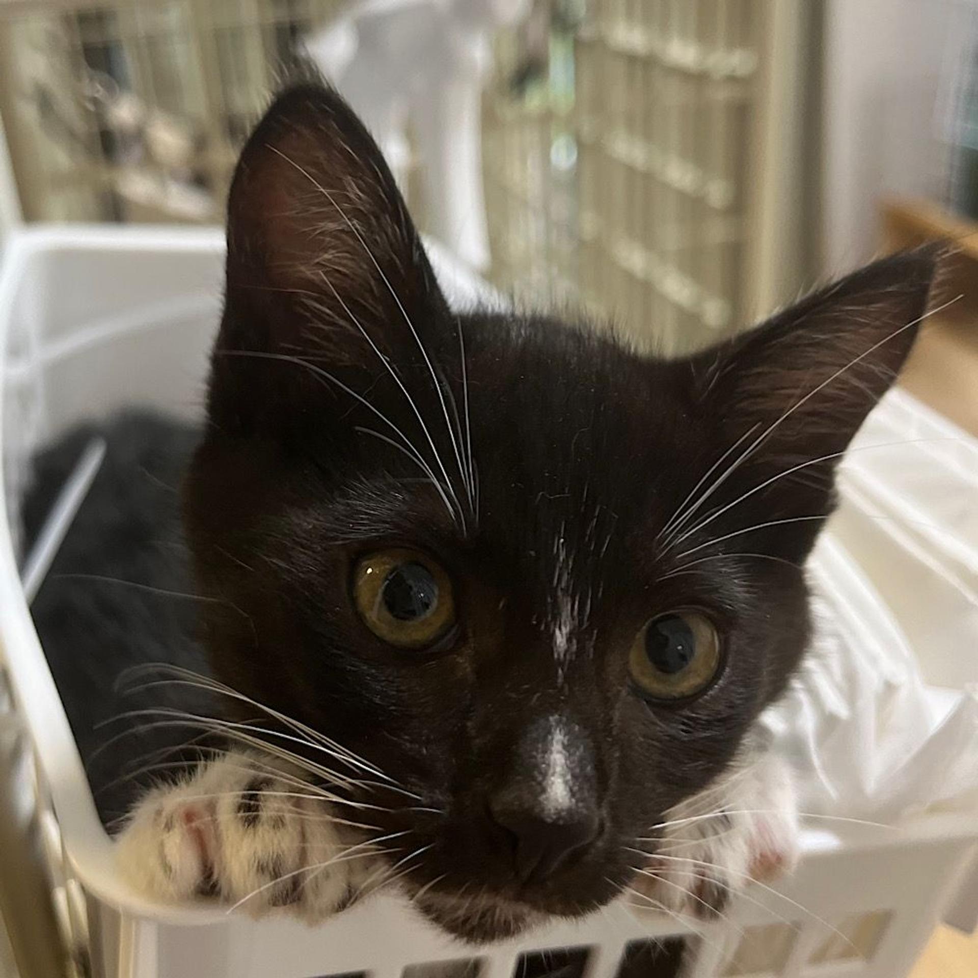 pet-image-2