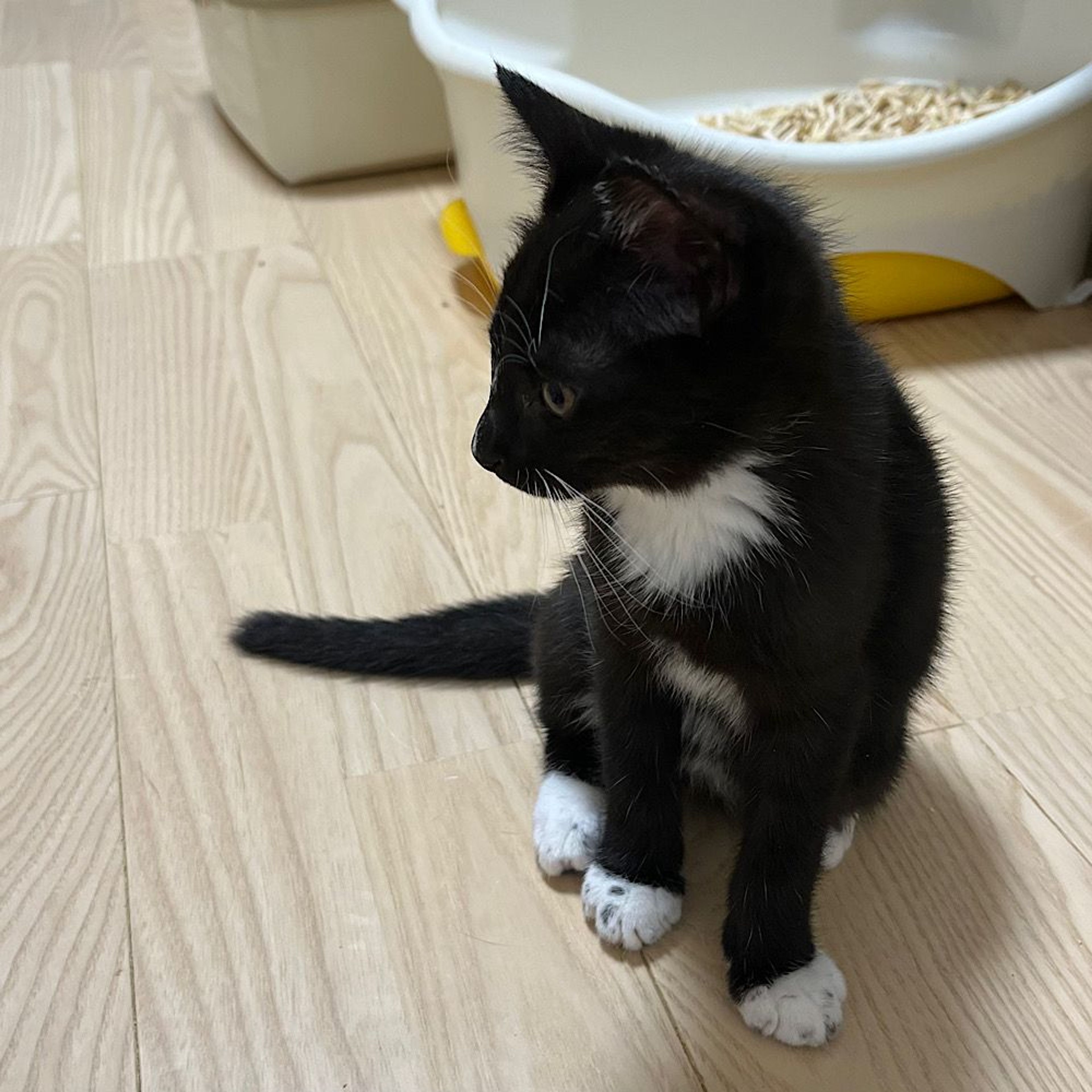 pet-image-4