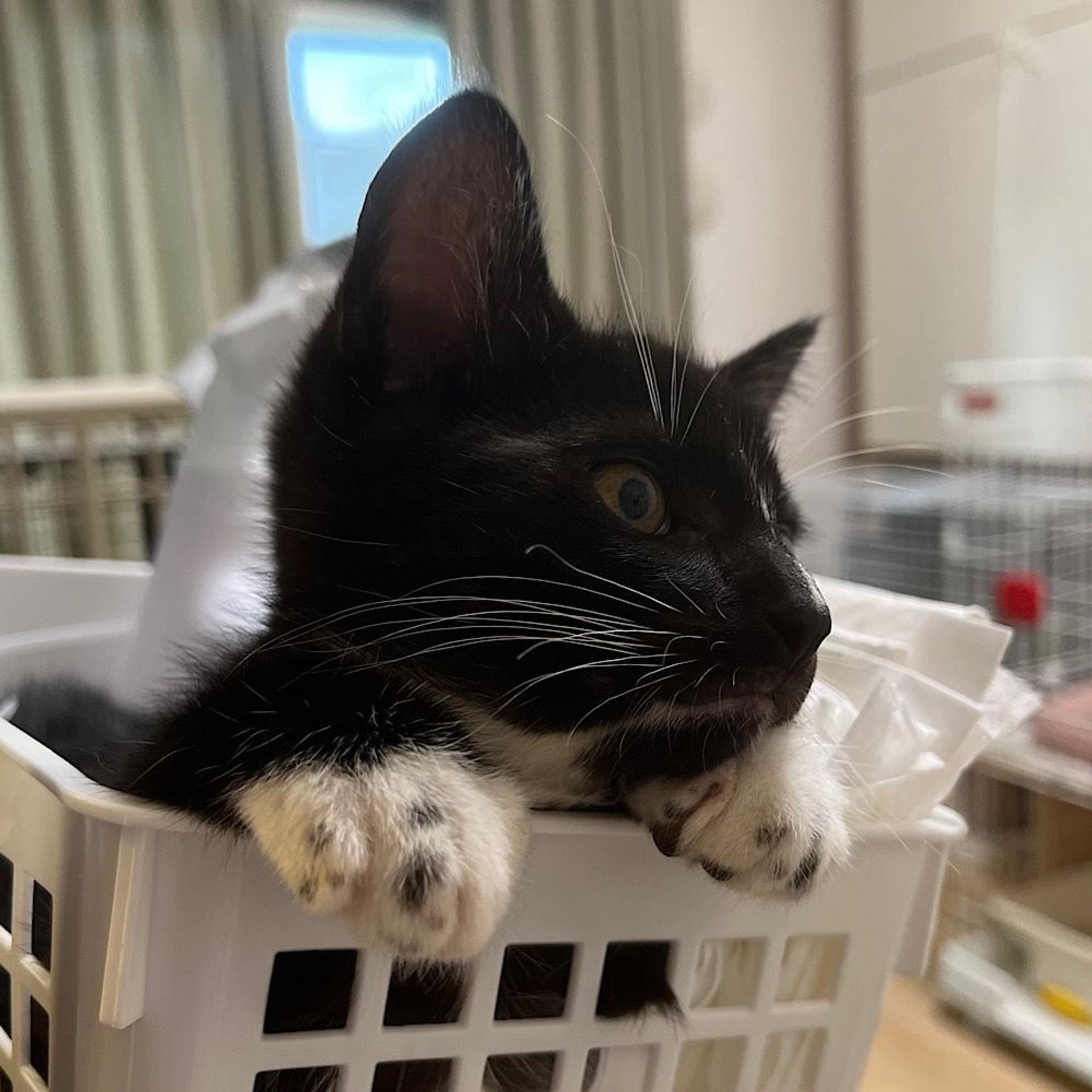 pet-image-5
