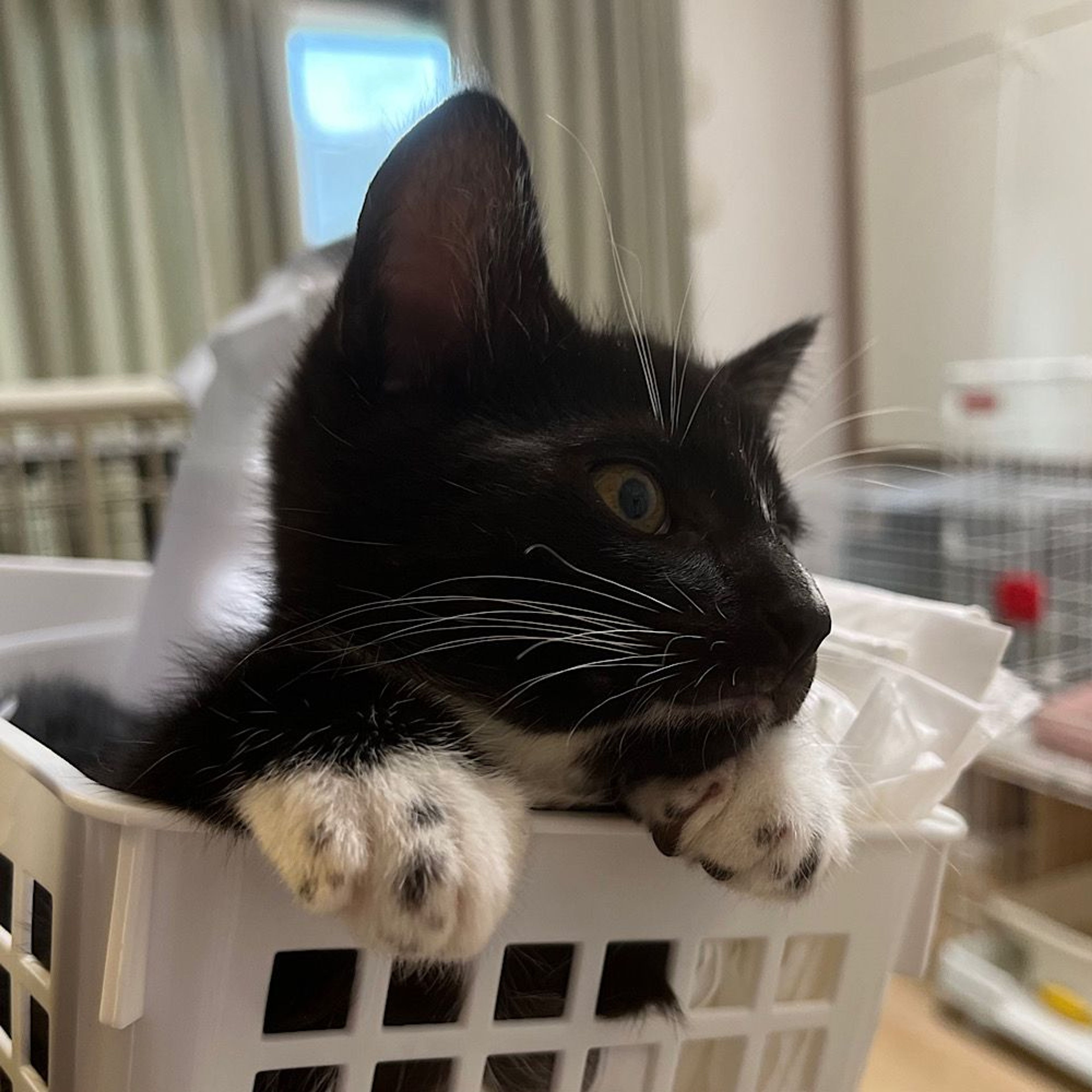 pet-image-5