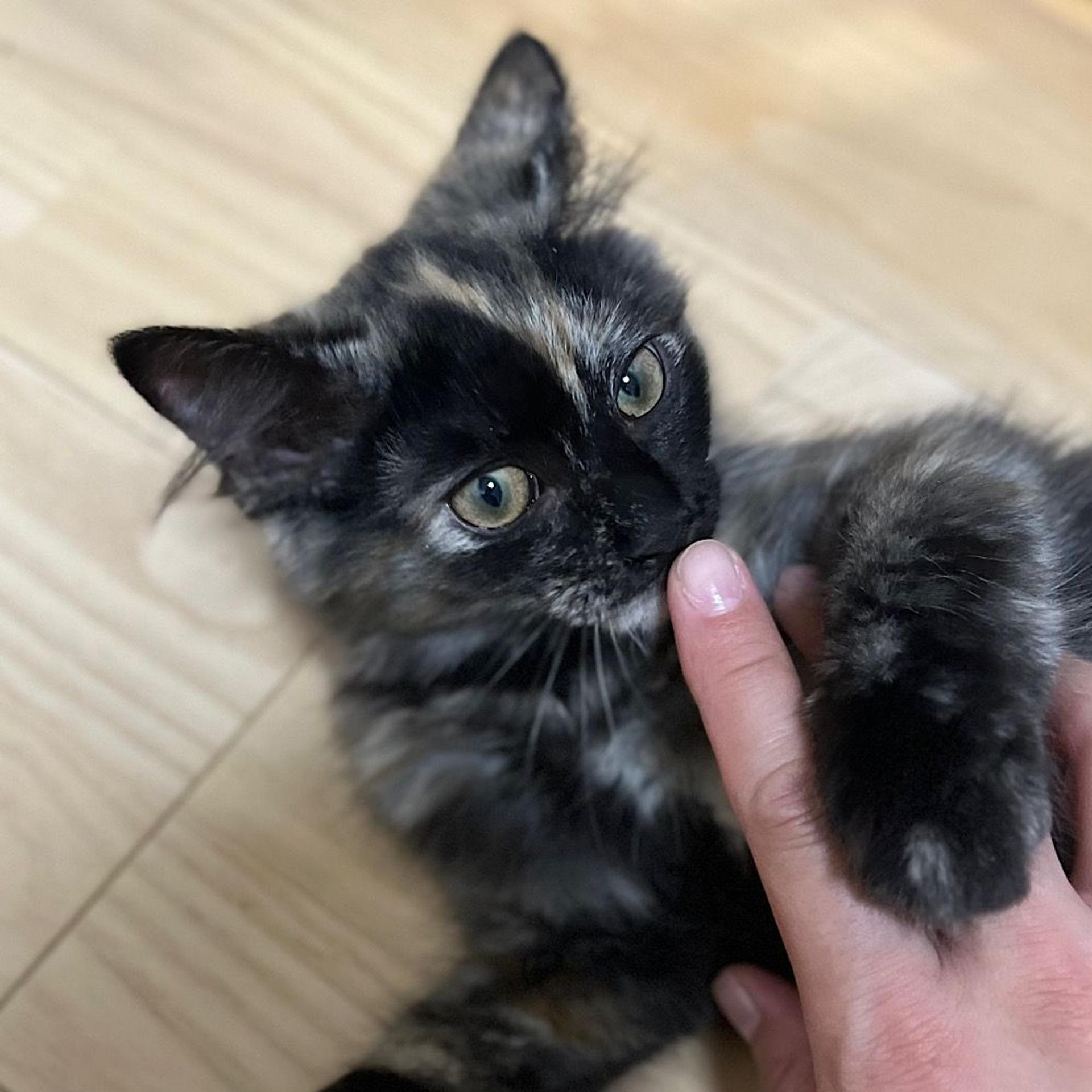 pet-image-2