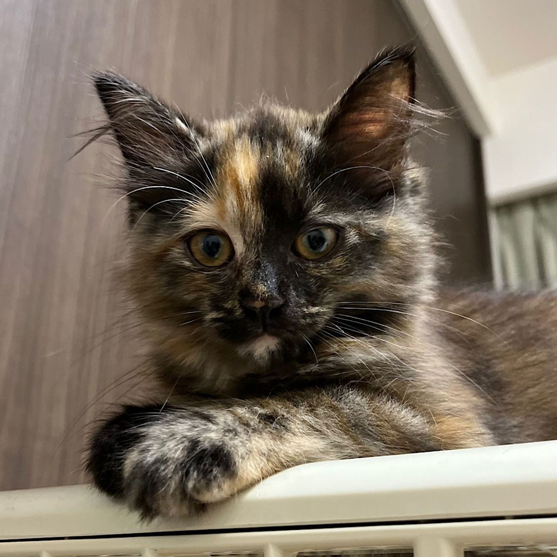 雑種（ミックス猫）・メスの里親募集の写真