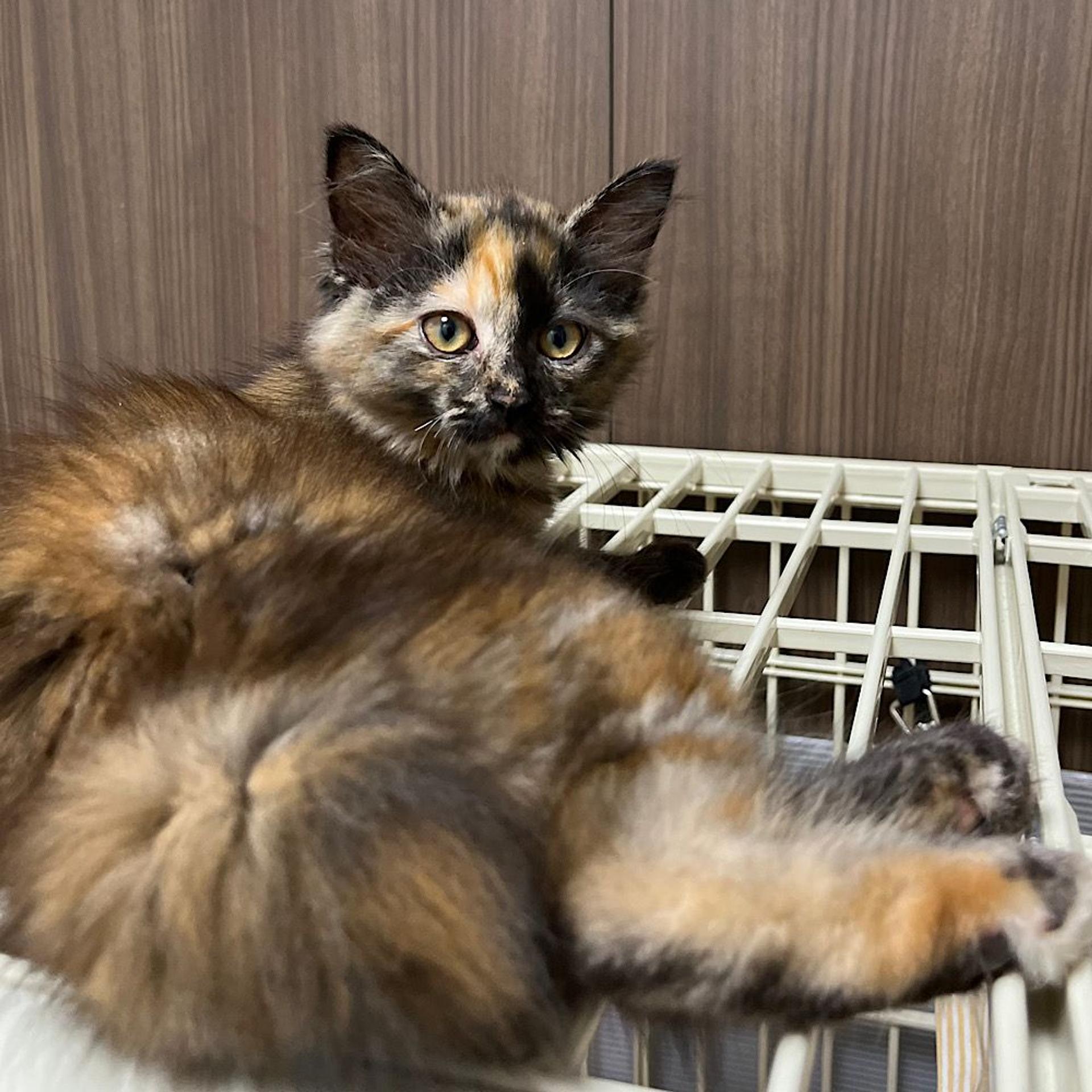 pet-image-2