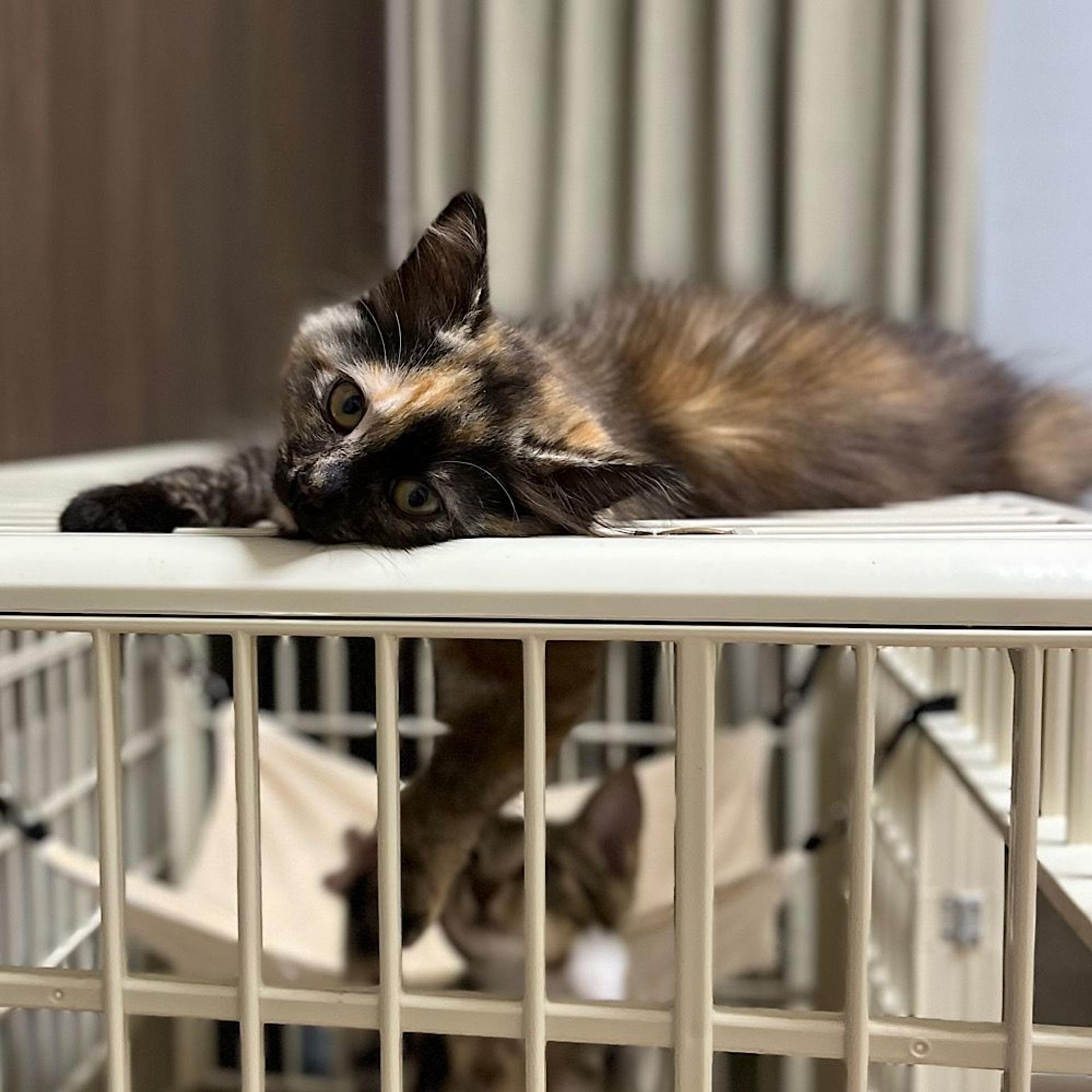 pet-image-4