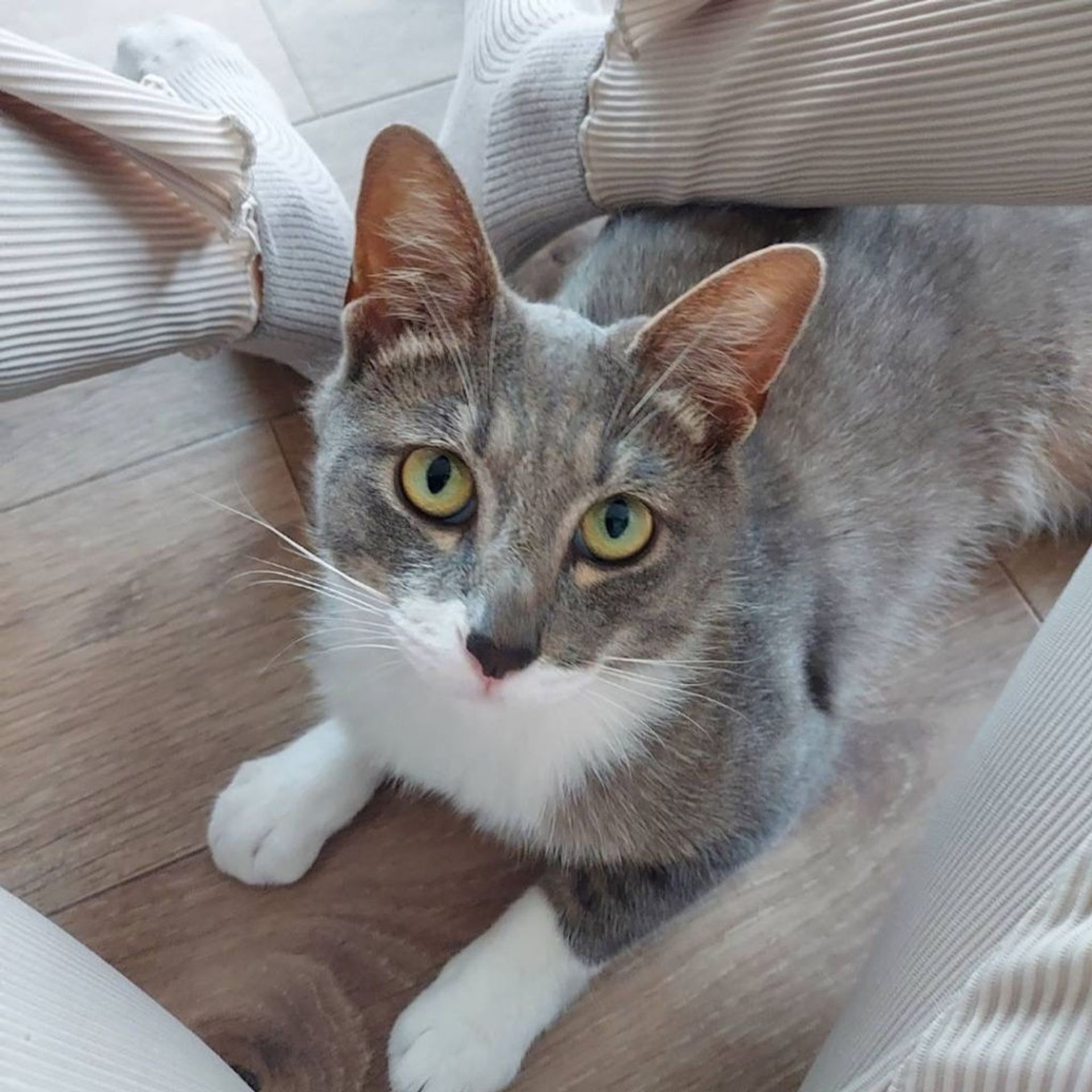 雑種（ミックス猫）・オスの里親募集の写真