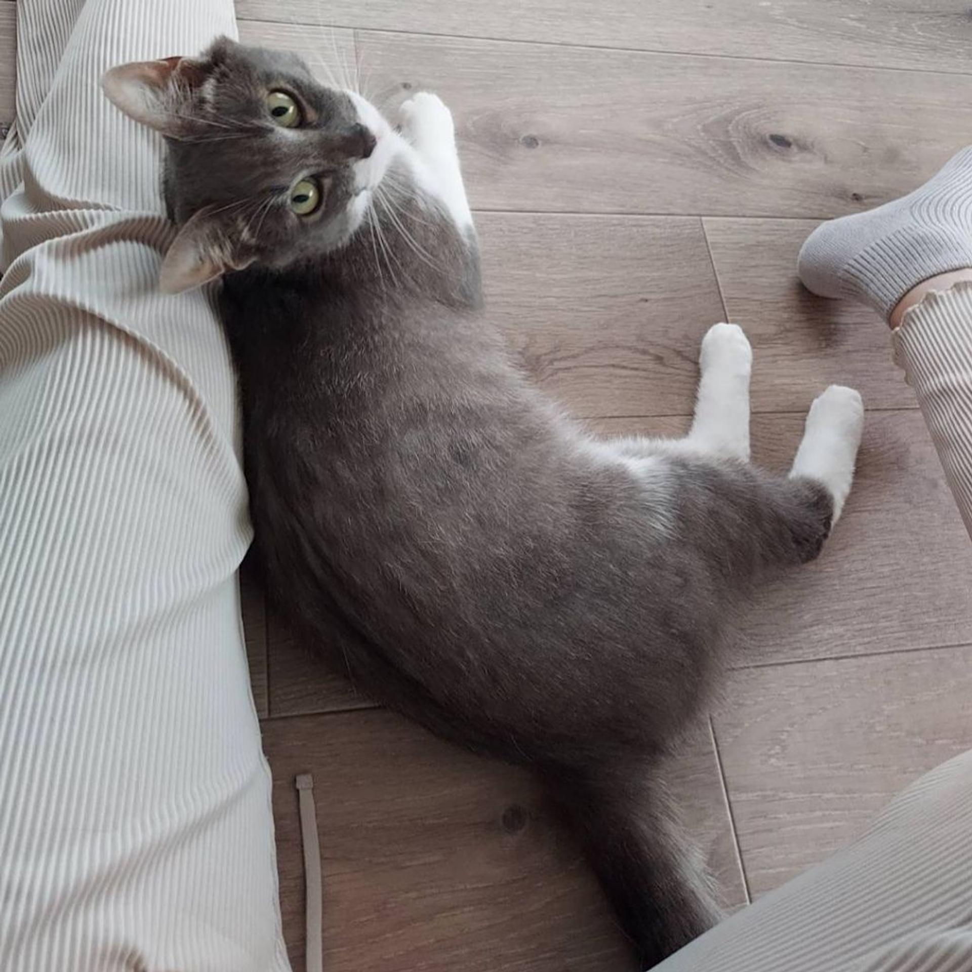 pet-image-2