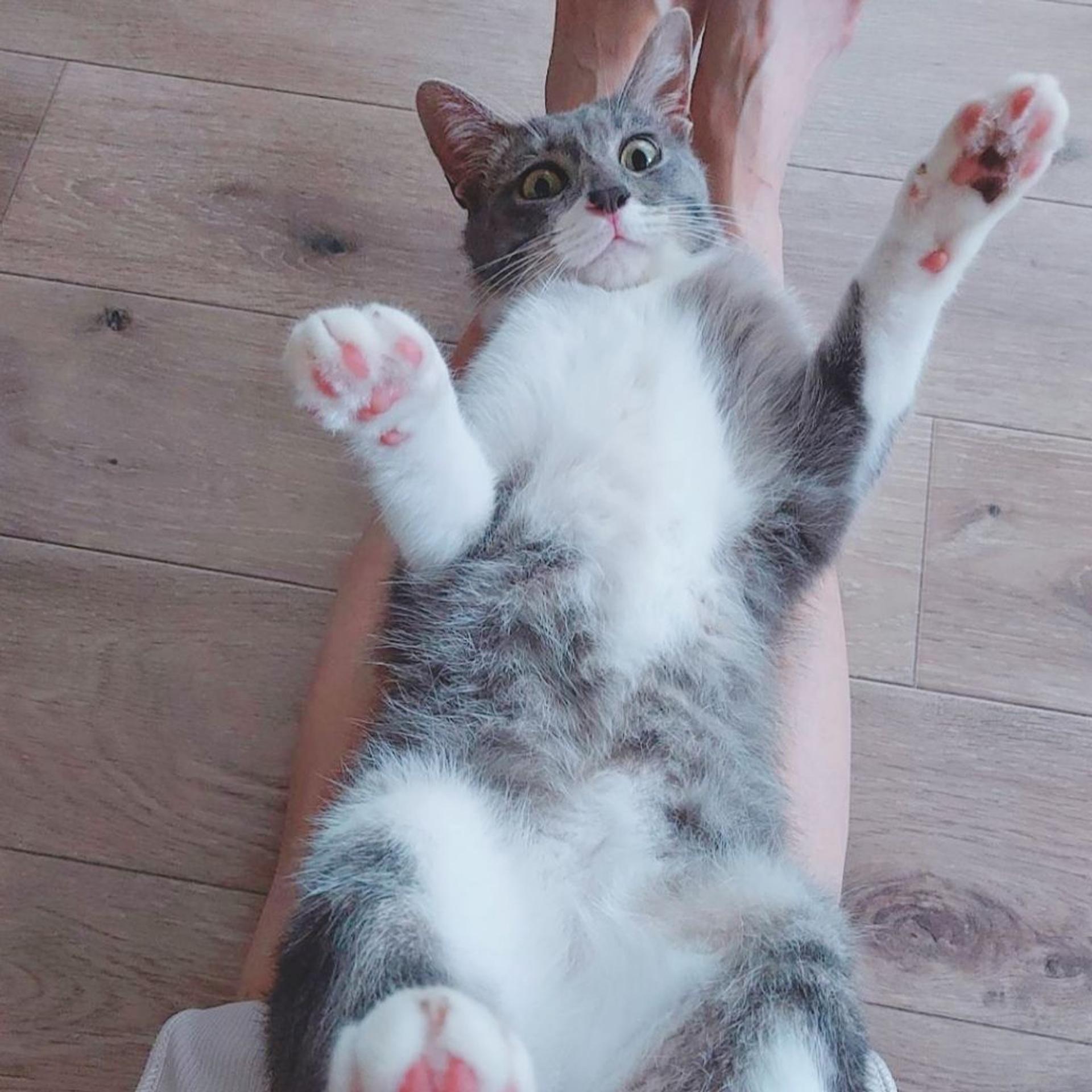 pet-image-4