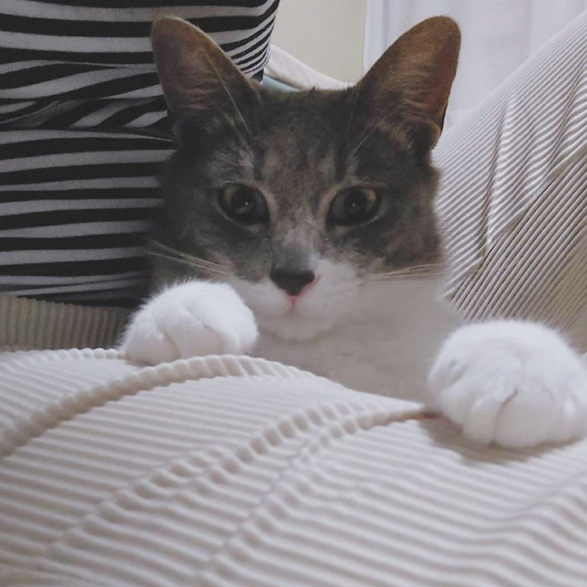 pet-image-6