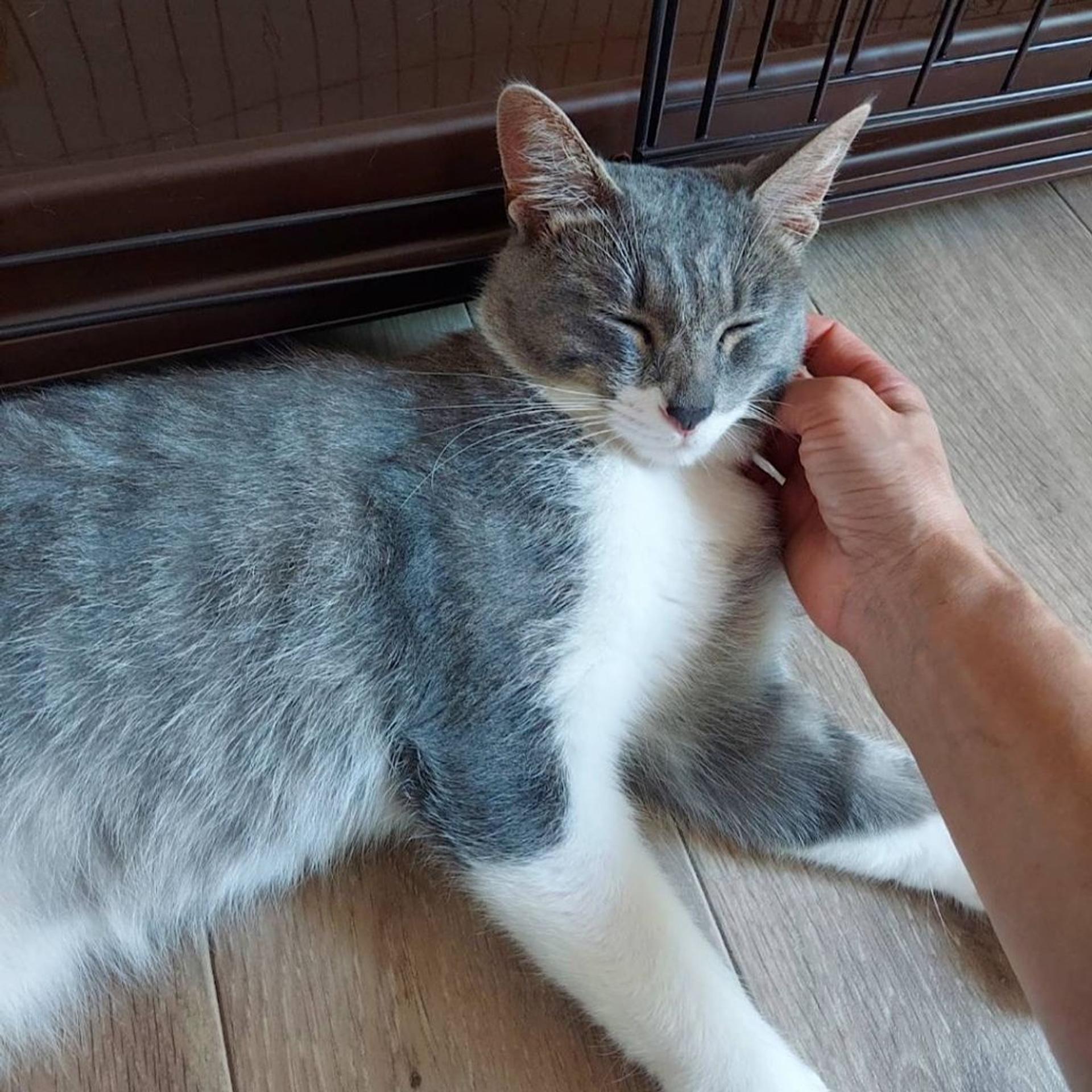 pet-image-7