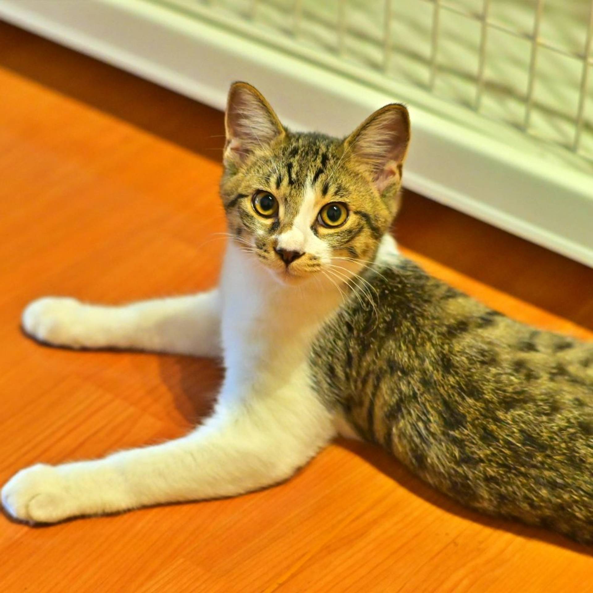 雑種（ミックス猫）・オスの里親募集の写真