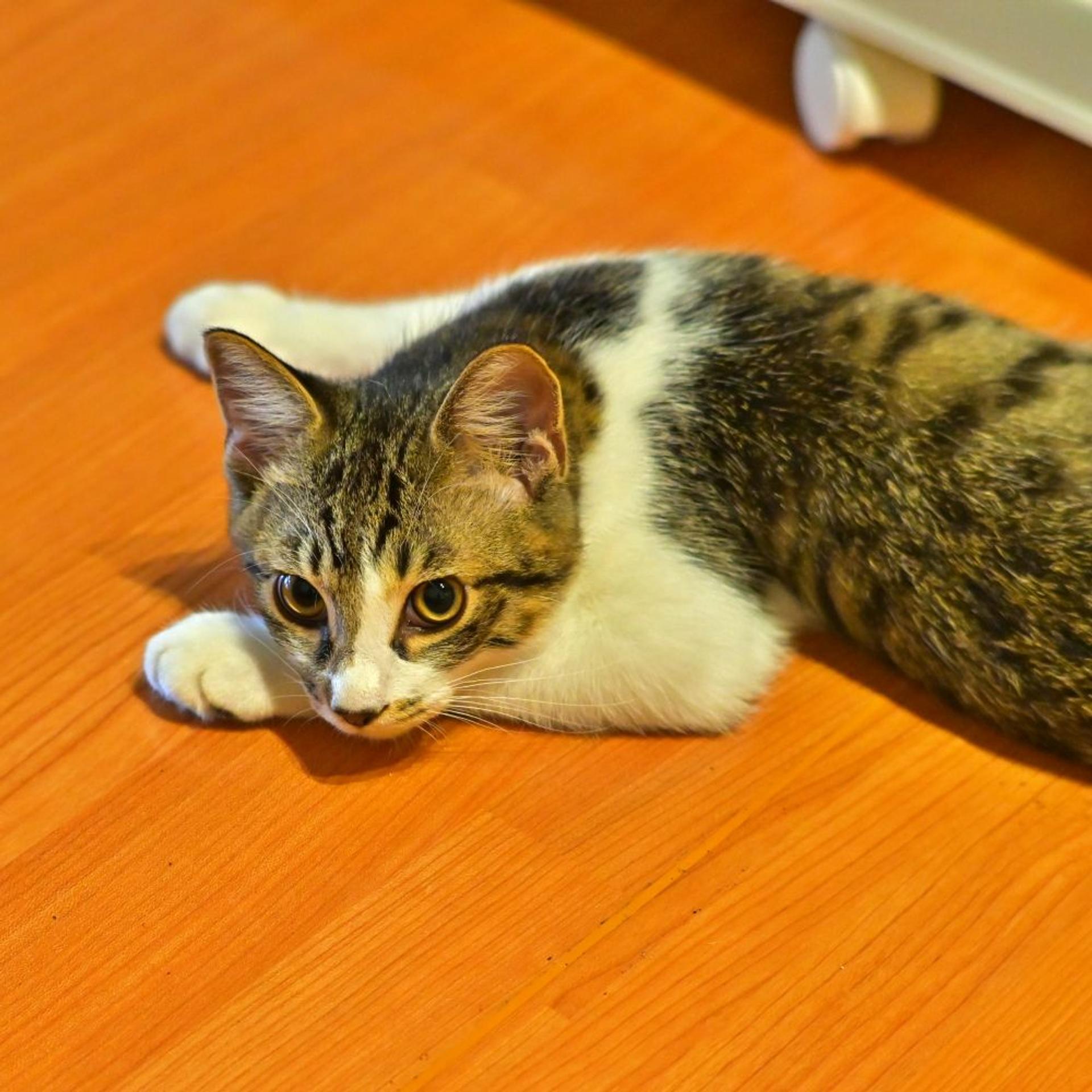 pet-image-3