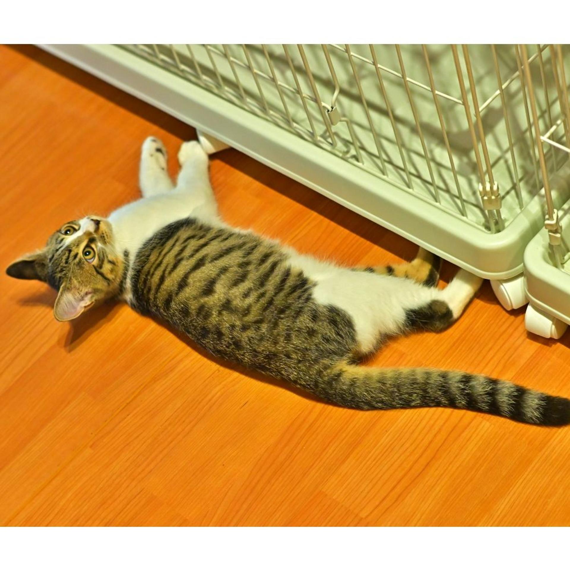 pet-image-4