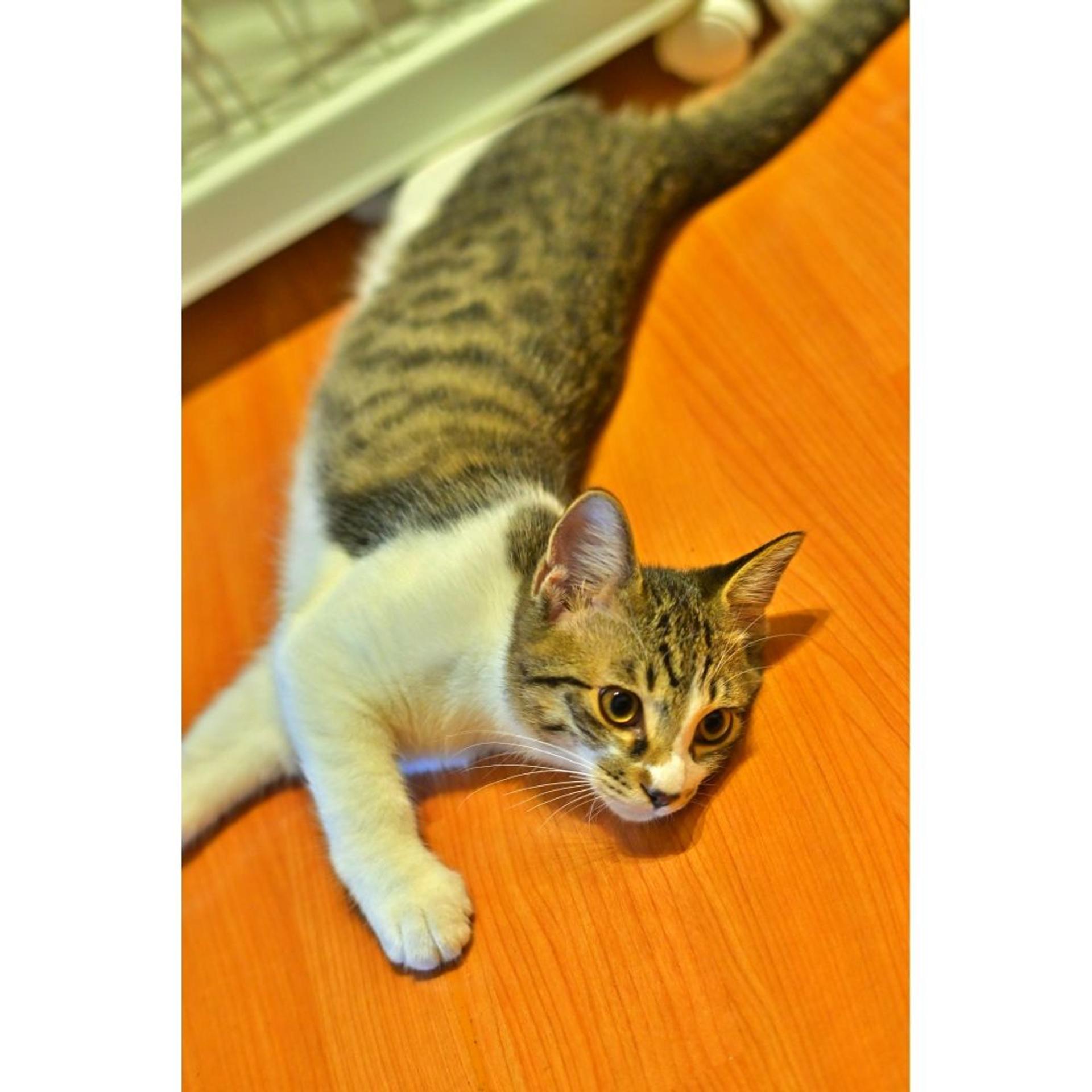 pet-image-5