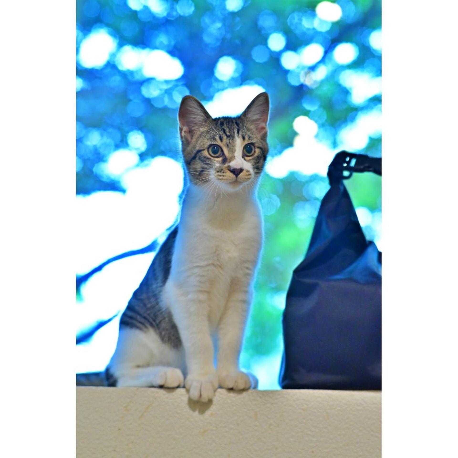 pet-image-7