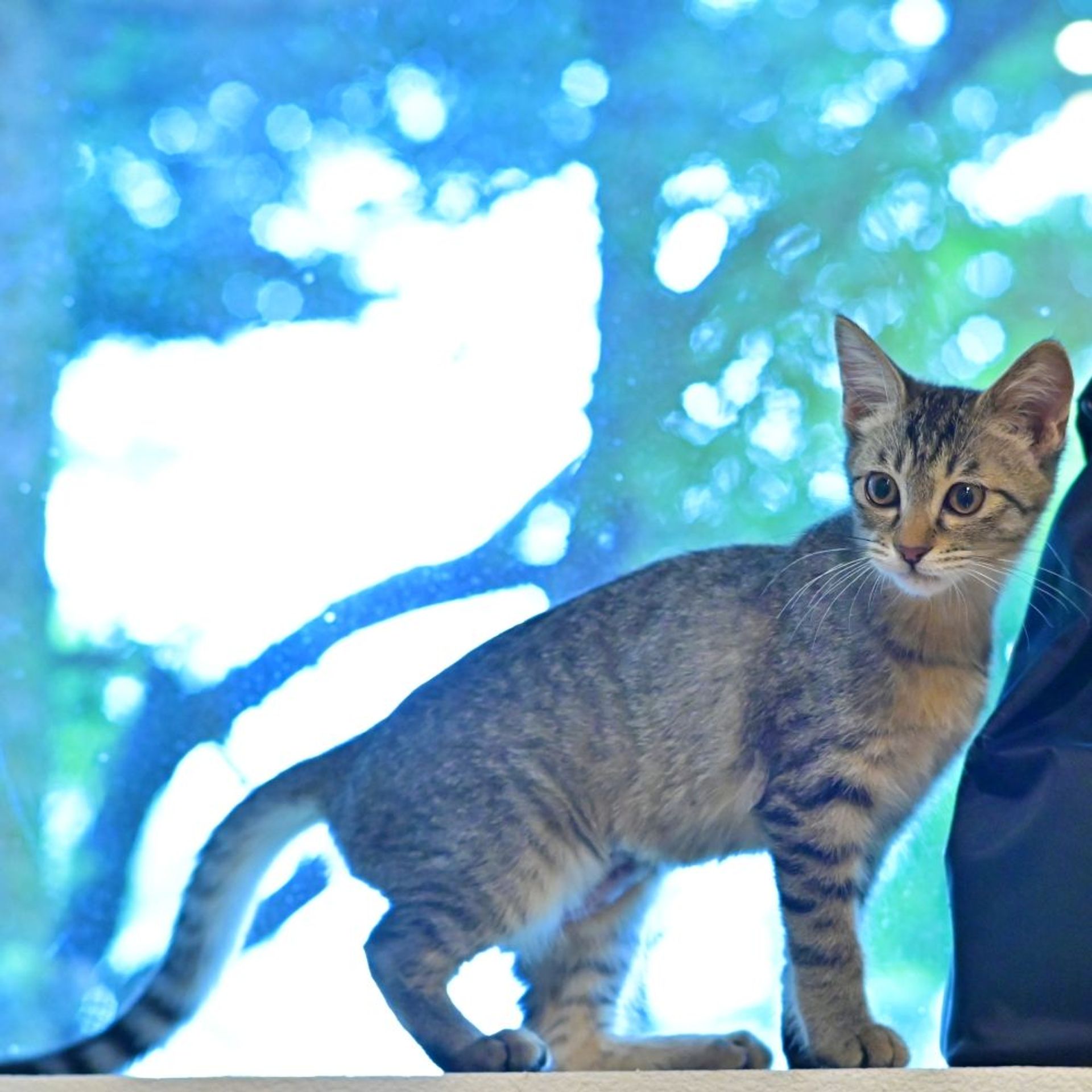 雑種（ミックス猫）・メスの里親募集の写真