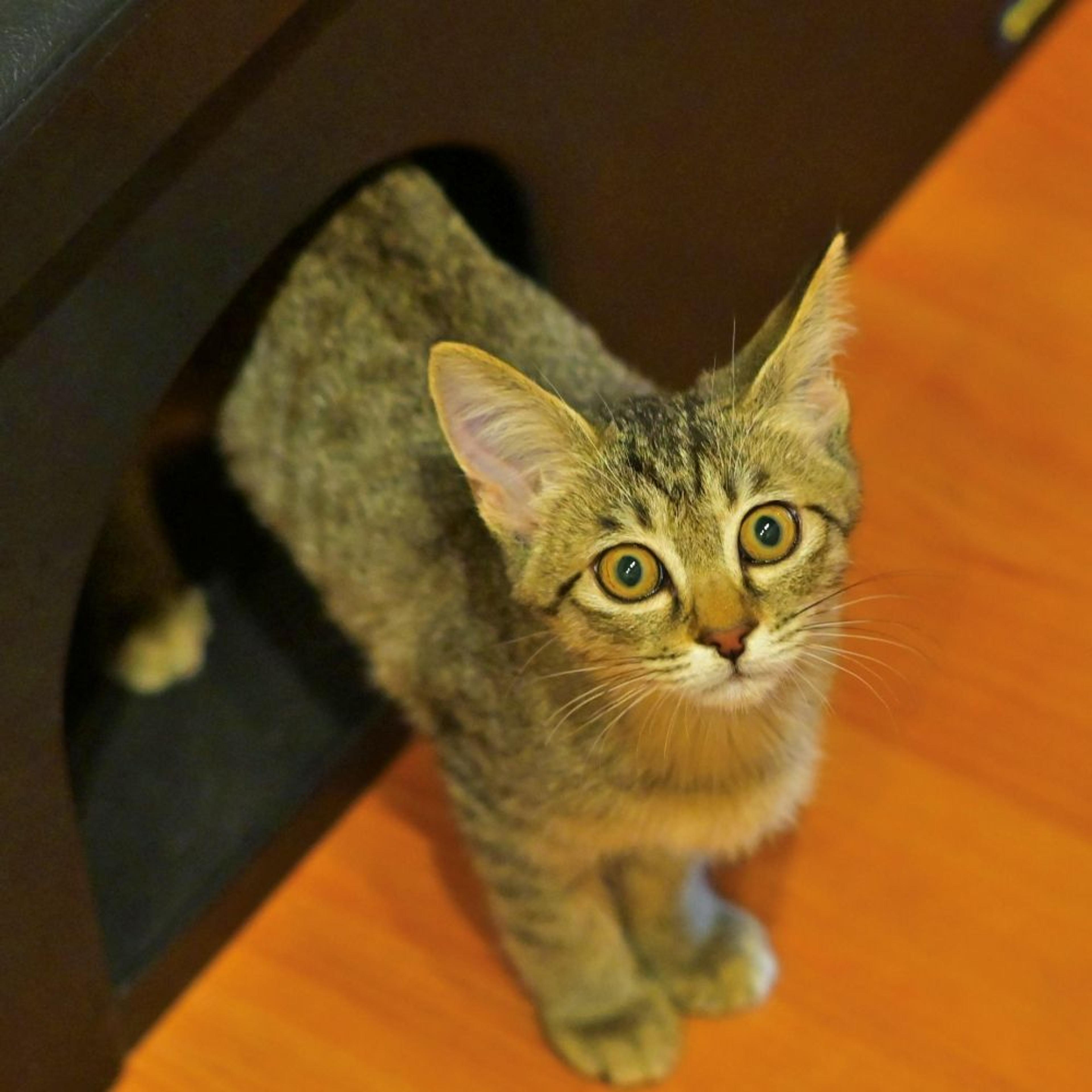 pet-image-2