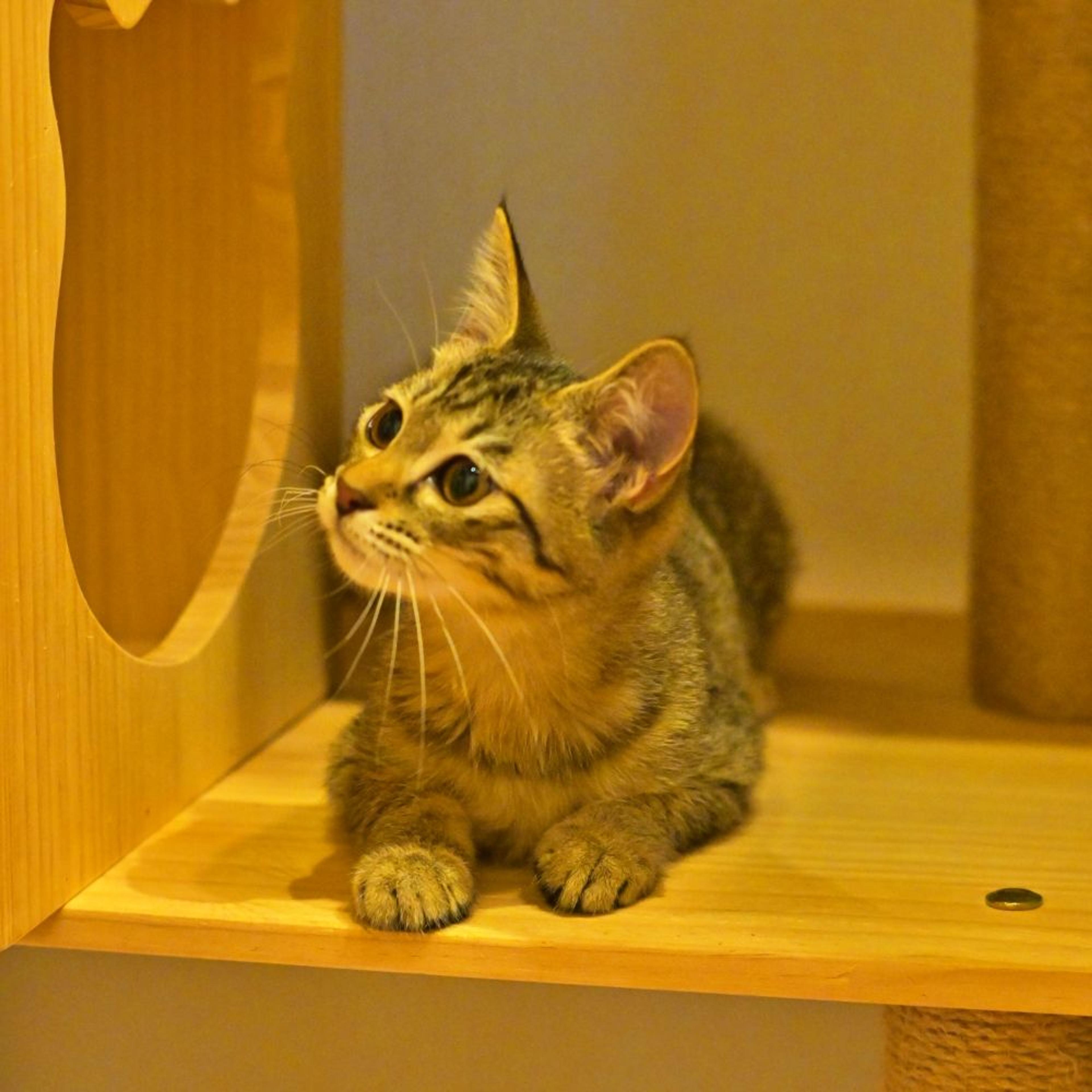 pet-image-3