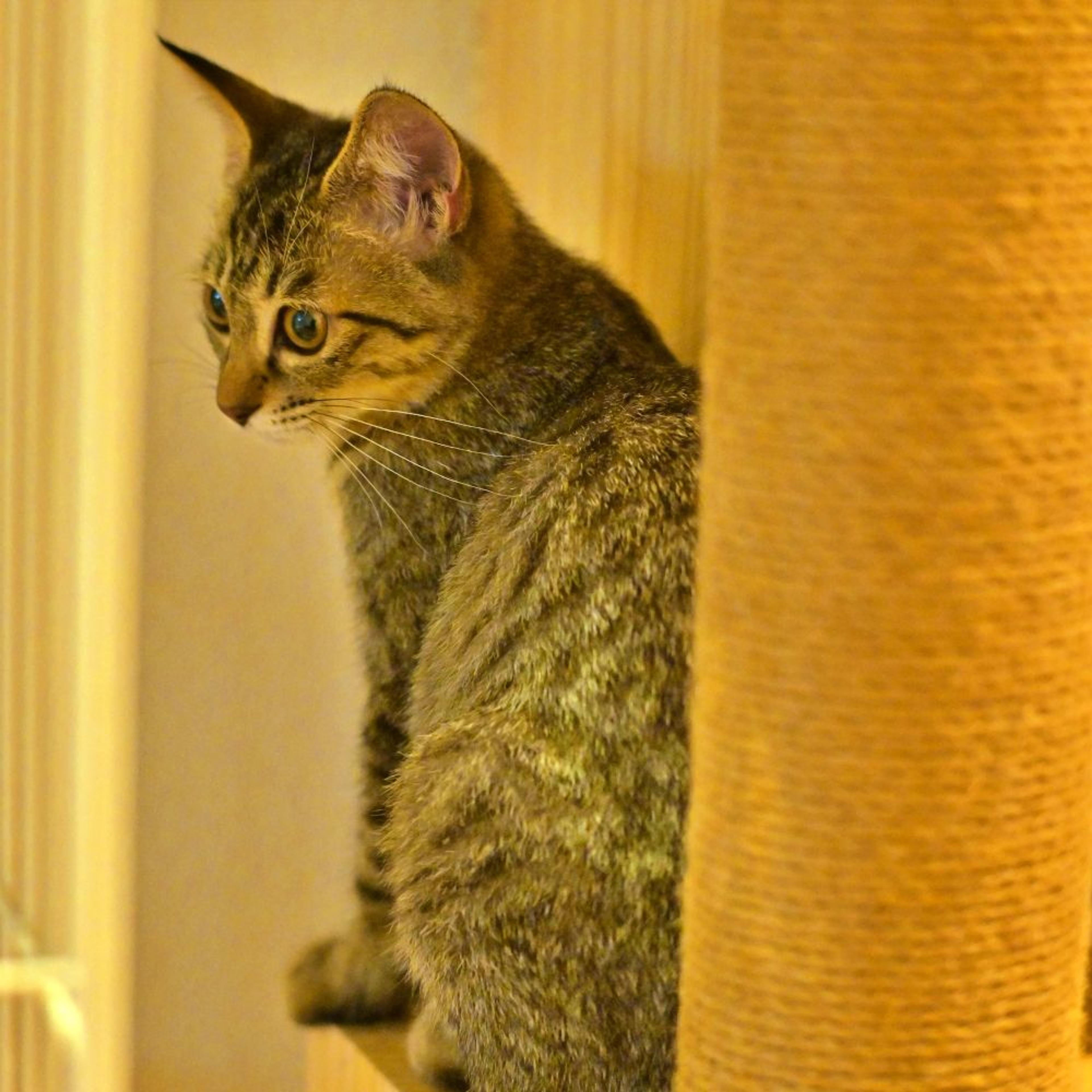 pet-image-4
