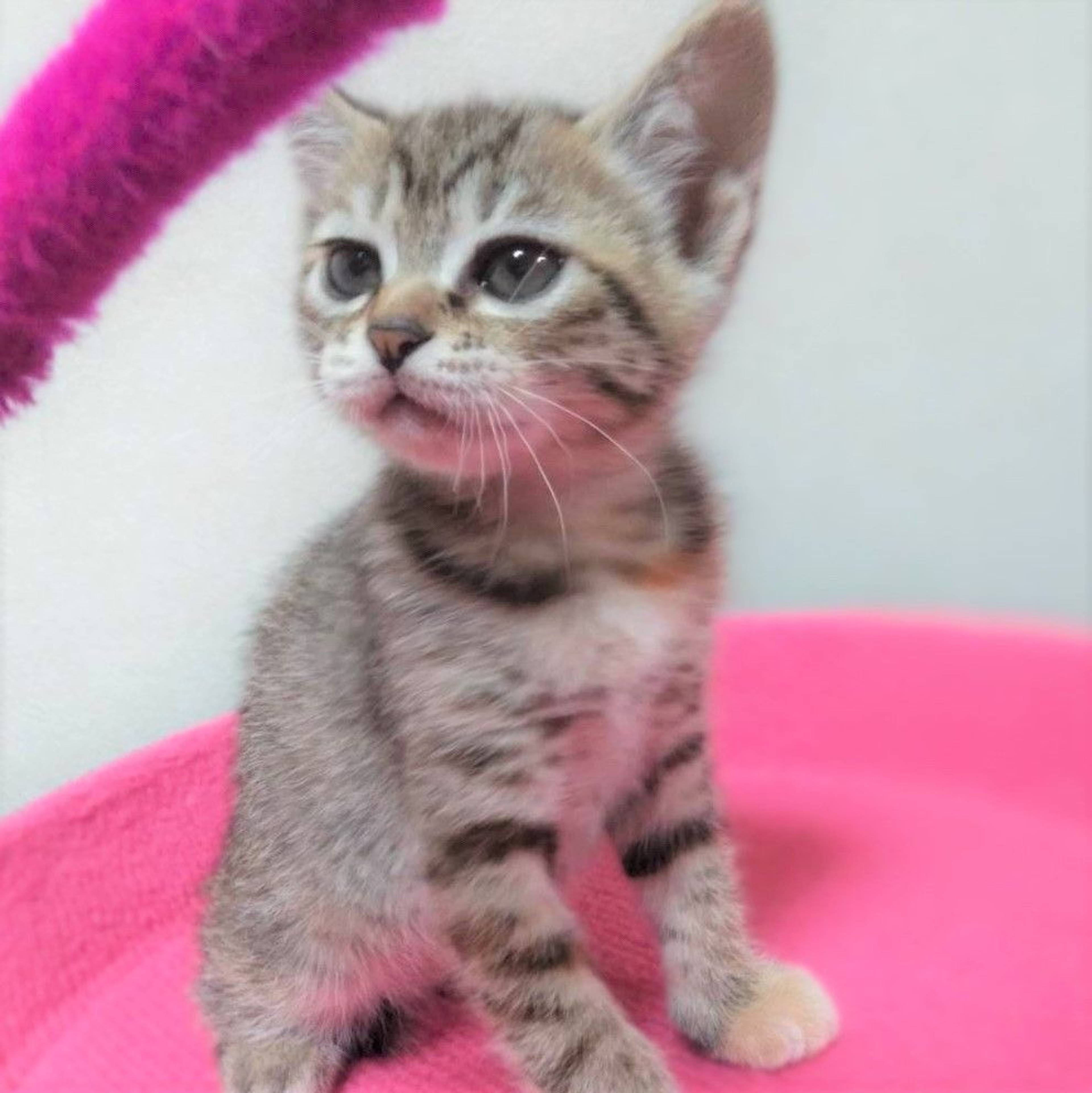 雑種（ミックス猫）・メスの里親募集の写真