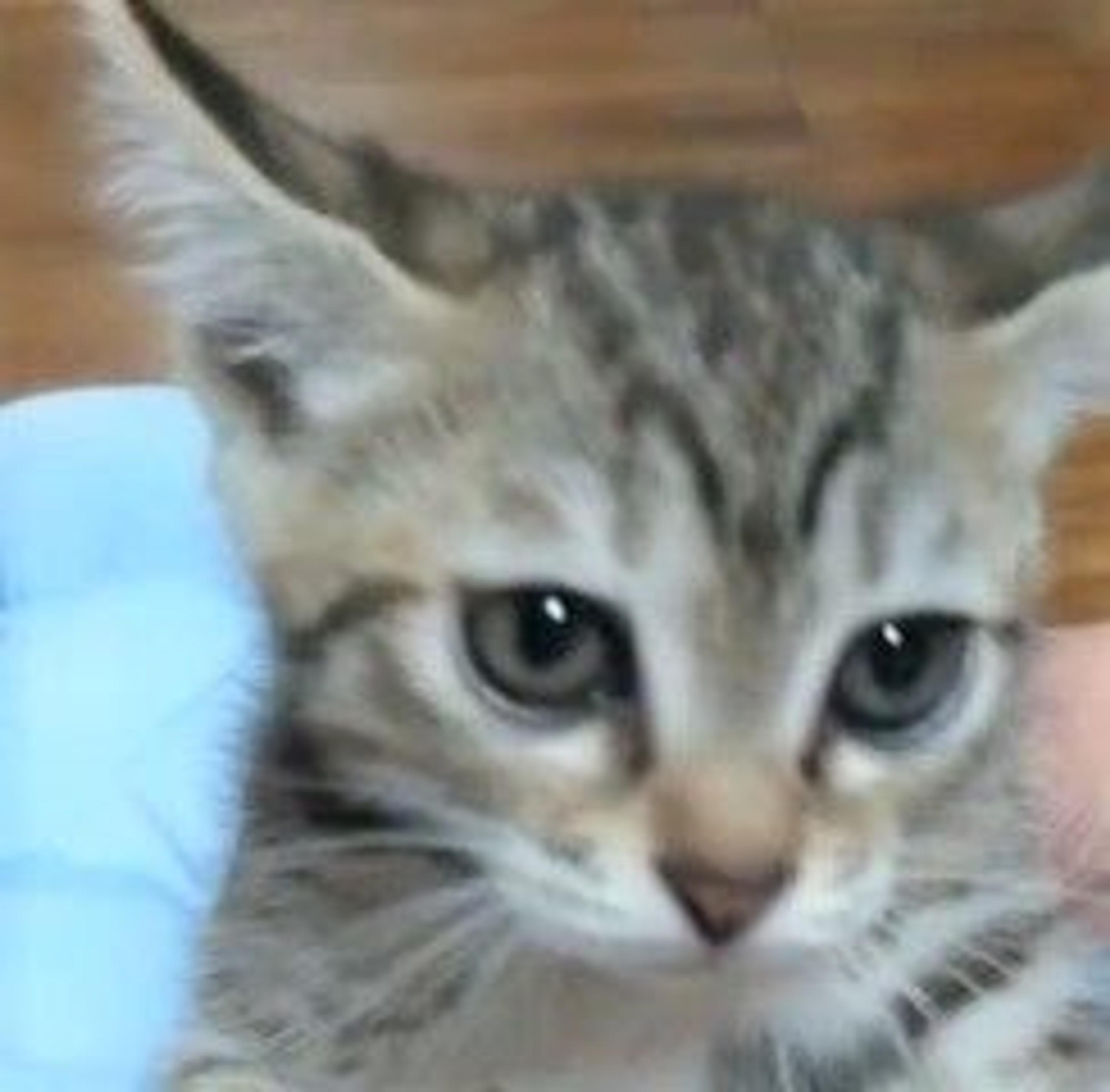pet-image-2