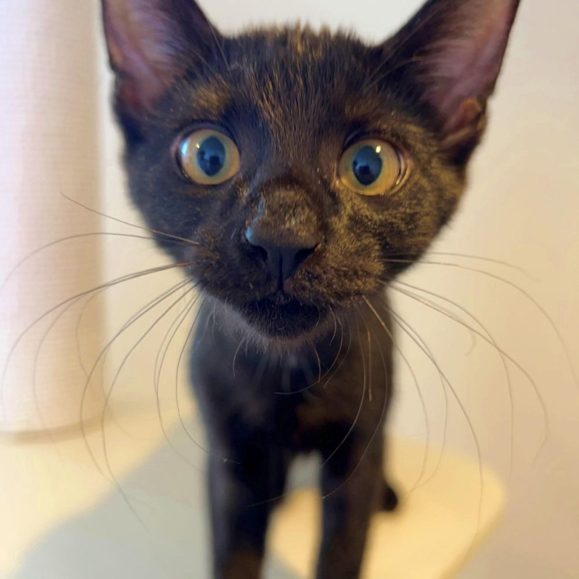 pet-image-3
