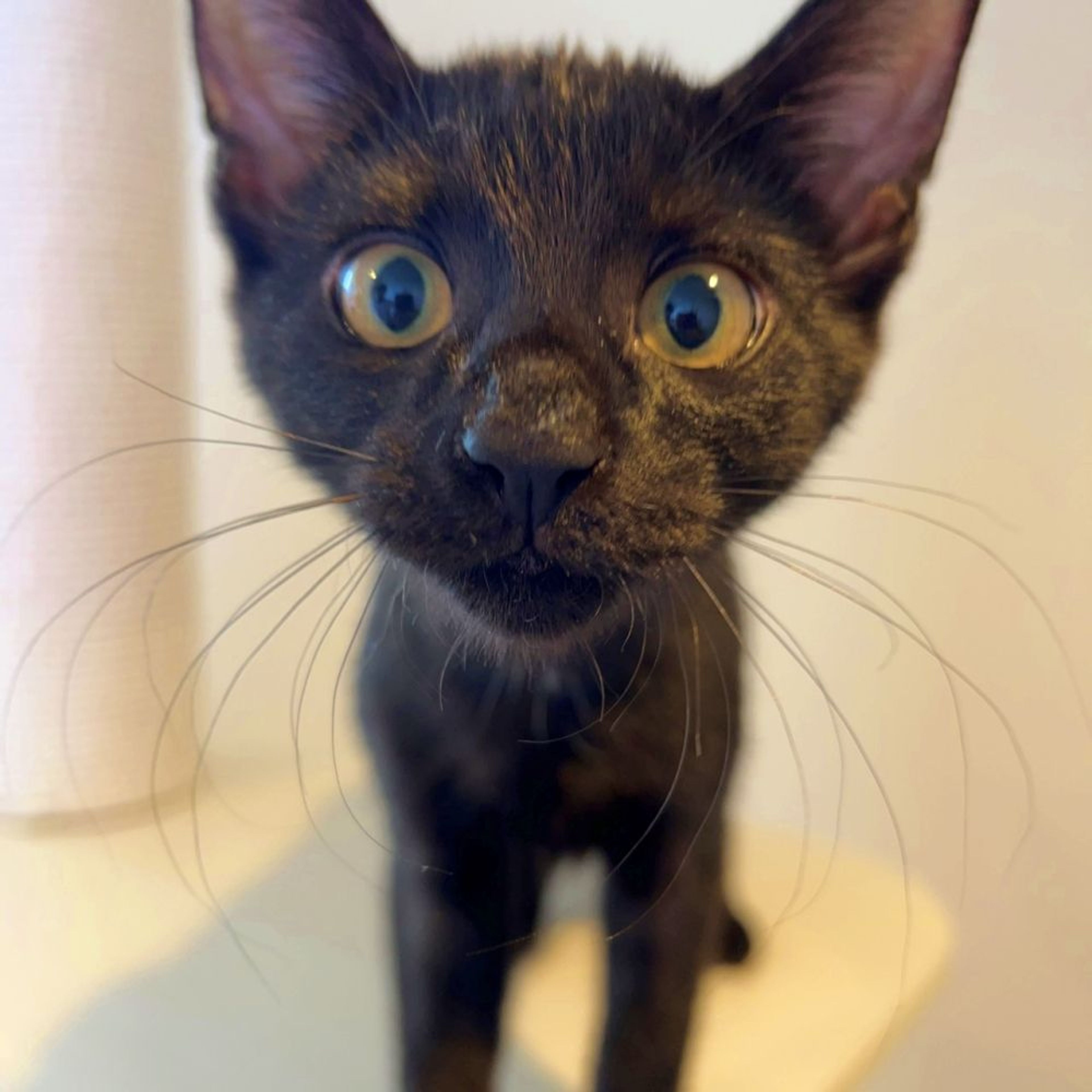 pet-image-3
