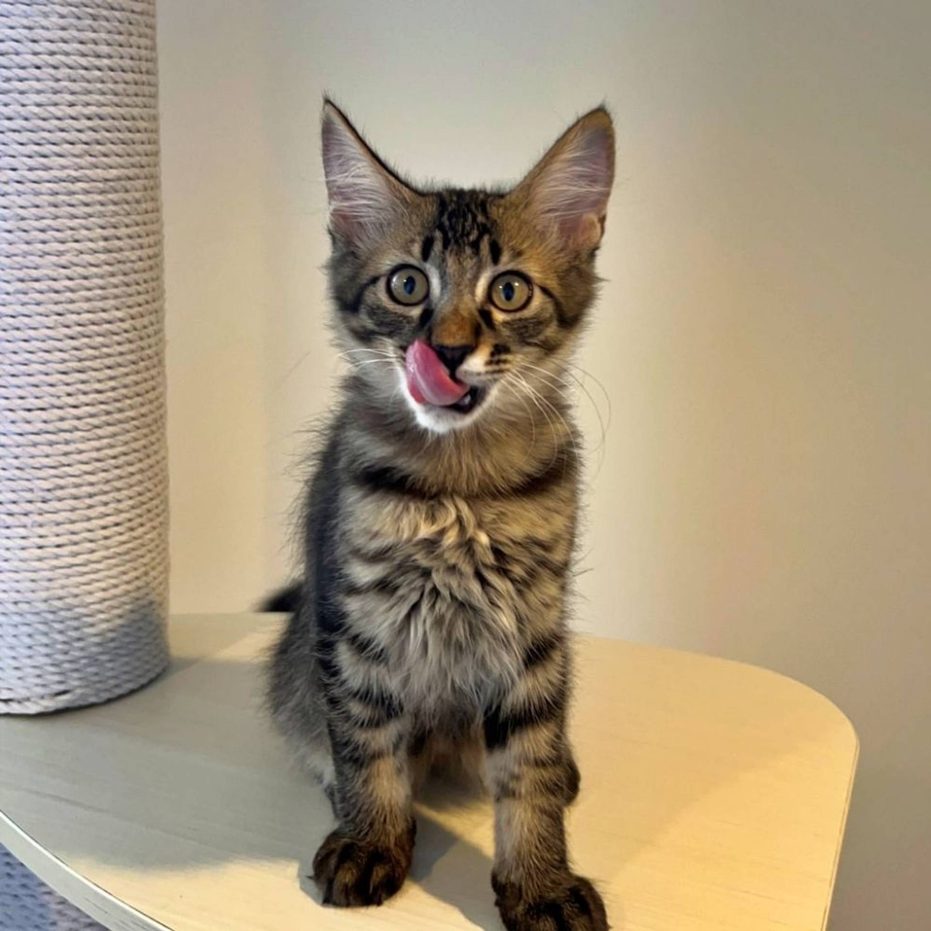 雑種（ミックス猫）・オスの里親募集の写真