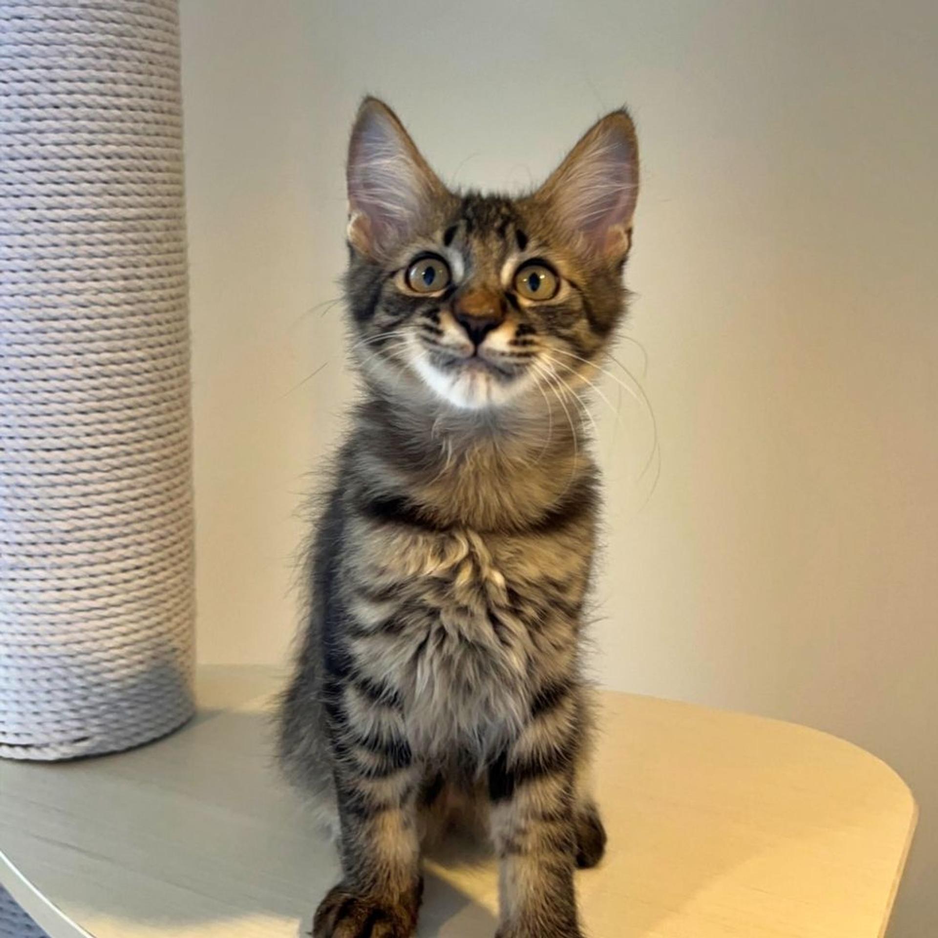 pet-image-3