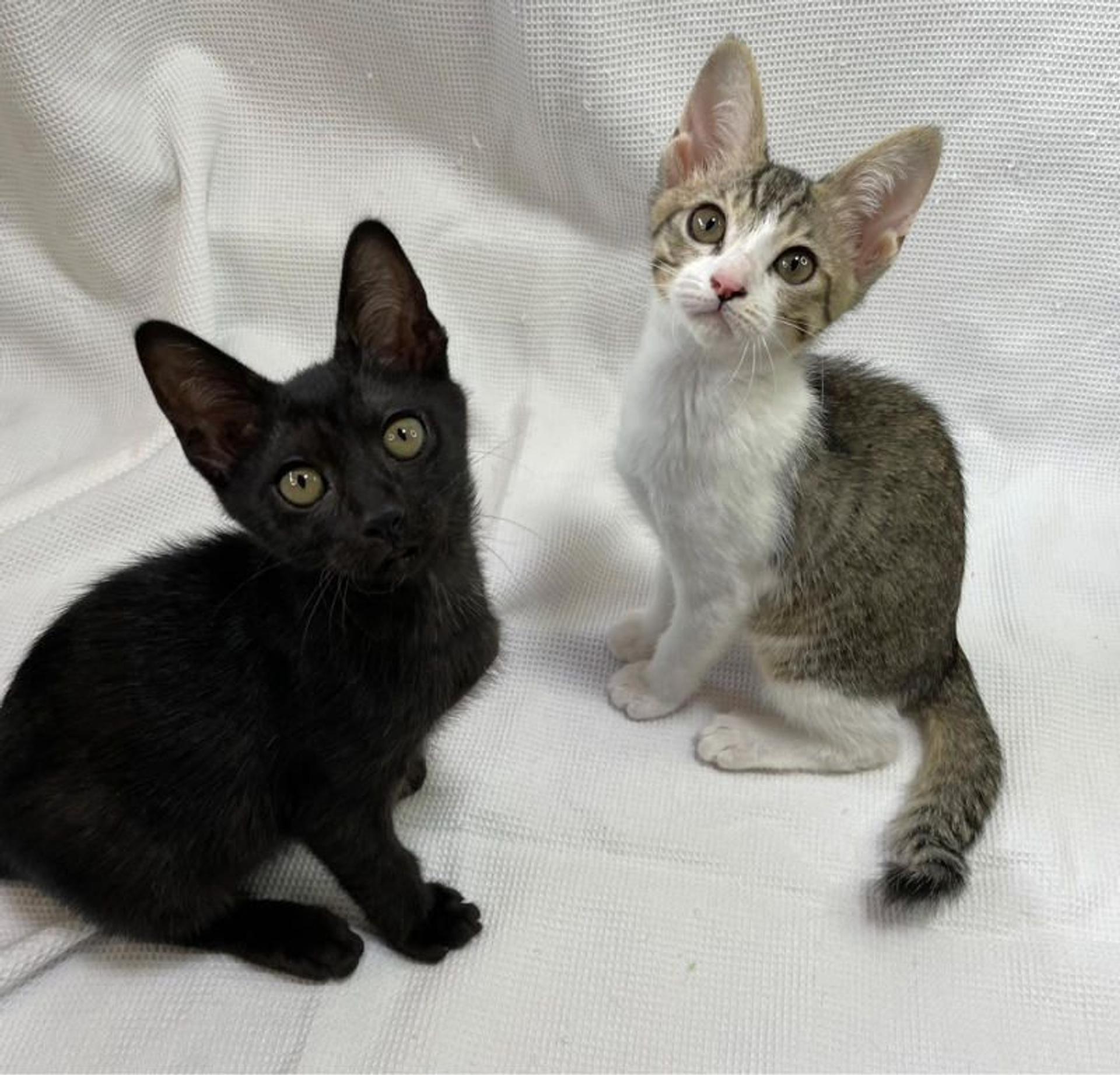 pet-image-5