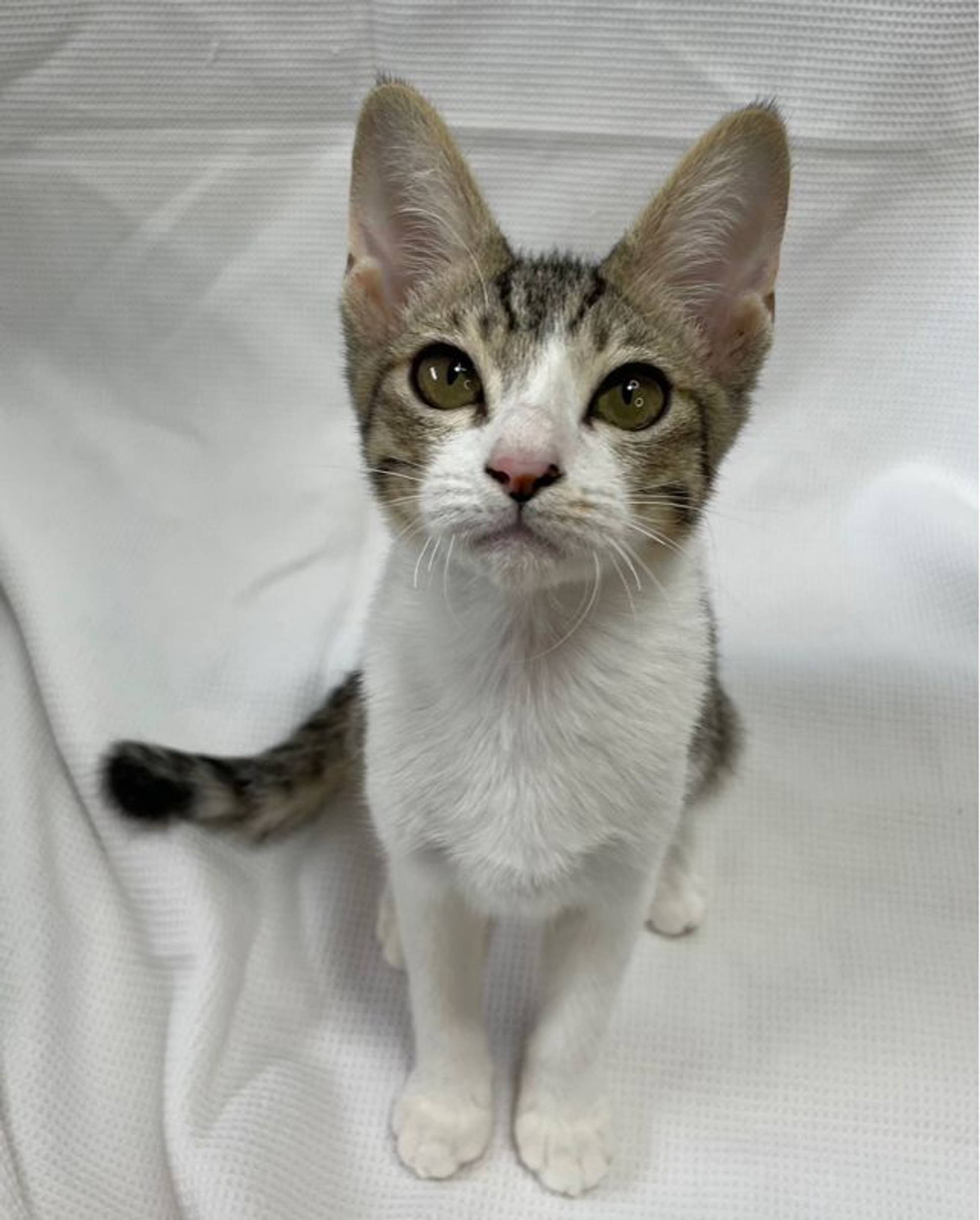 雑種（ミックス猫）・メスの里親募集の写真