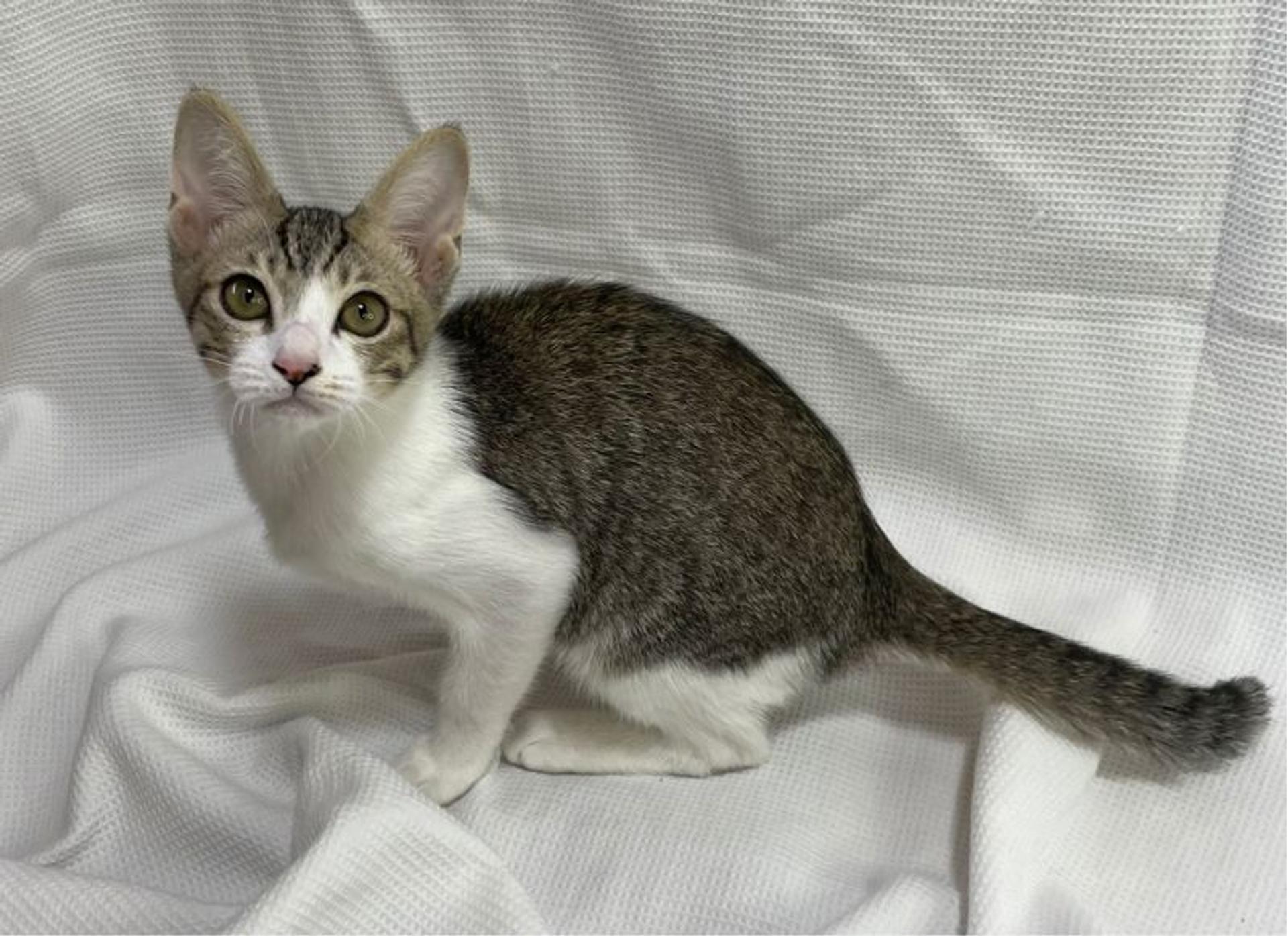 pet-image-3