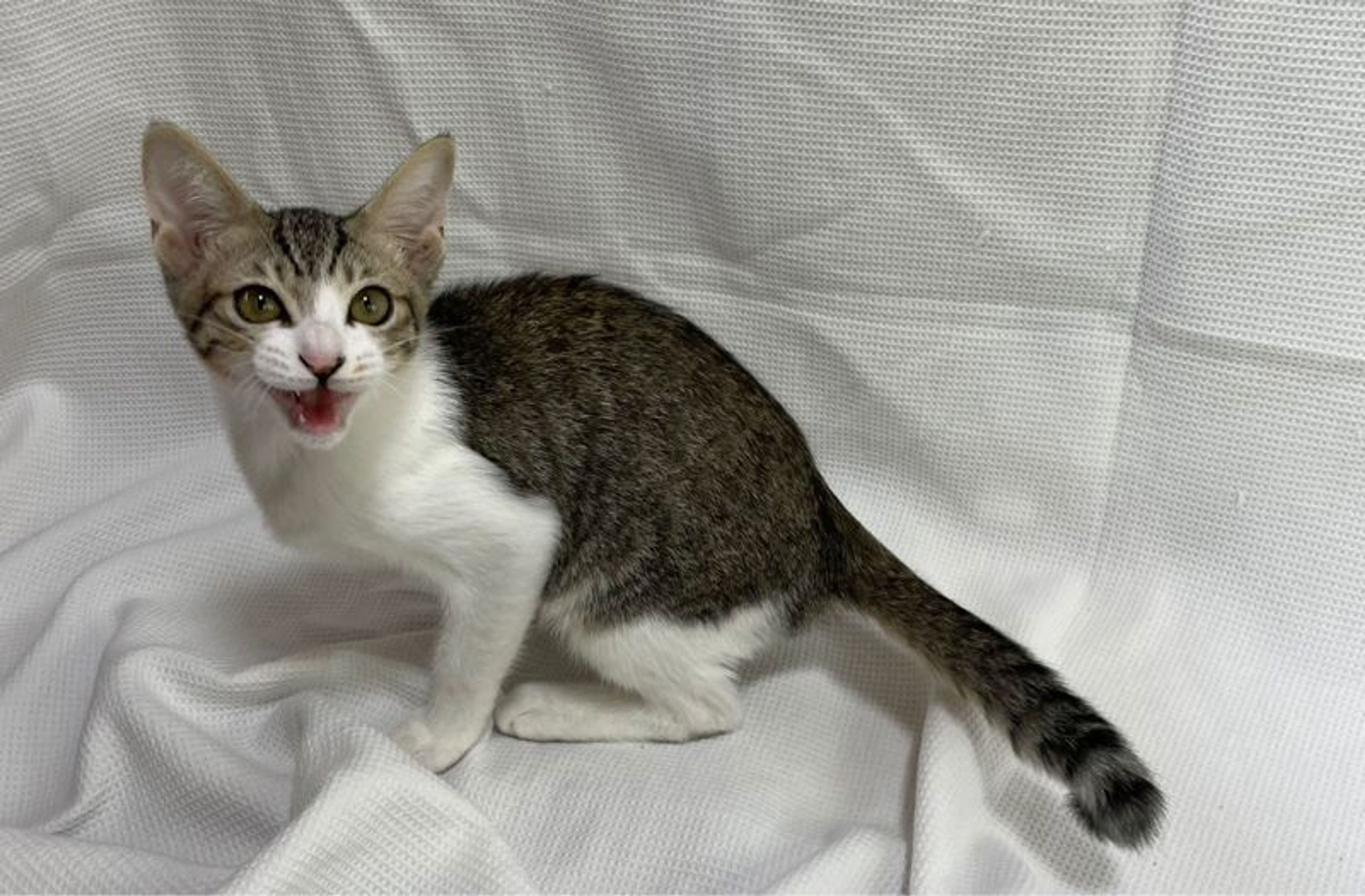 pet-image-5