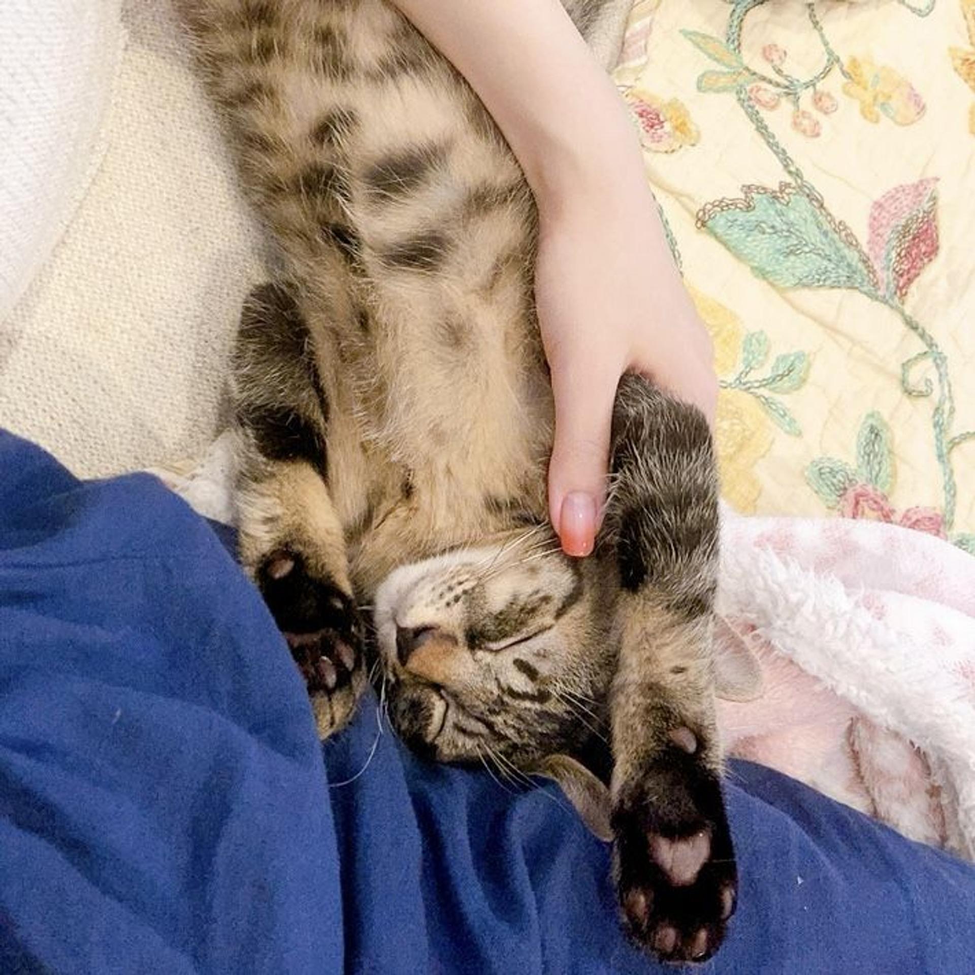 pet-image-3