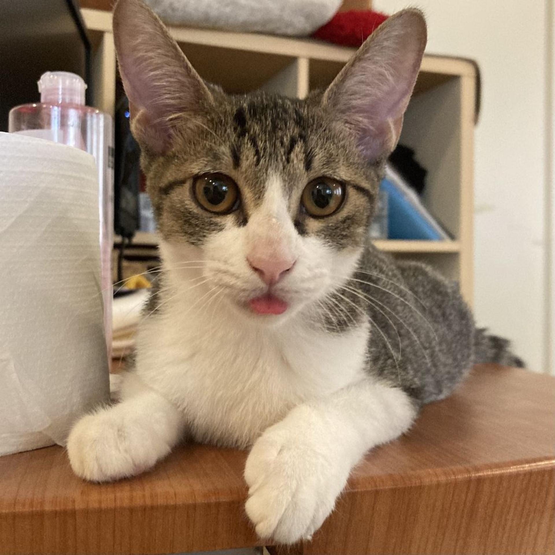 pet-image-9