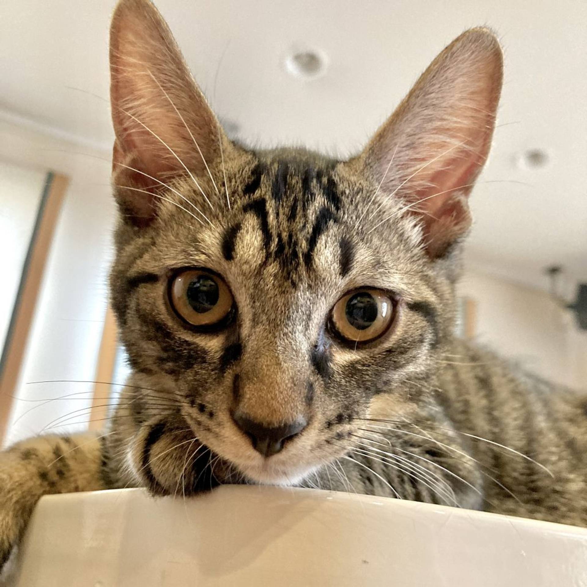 雑種（ミックス猫）・オスの里親募集の写真