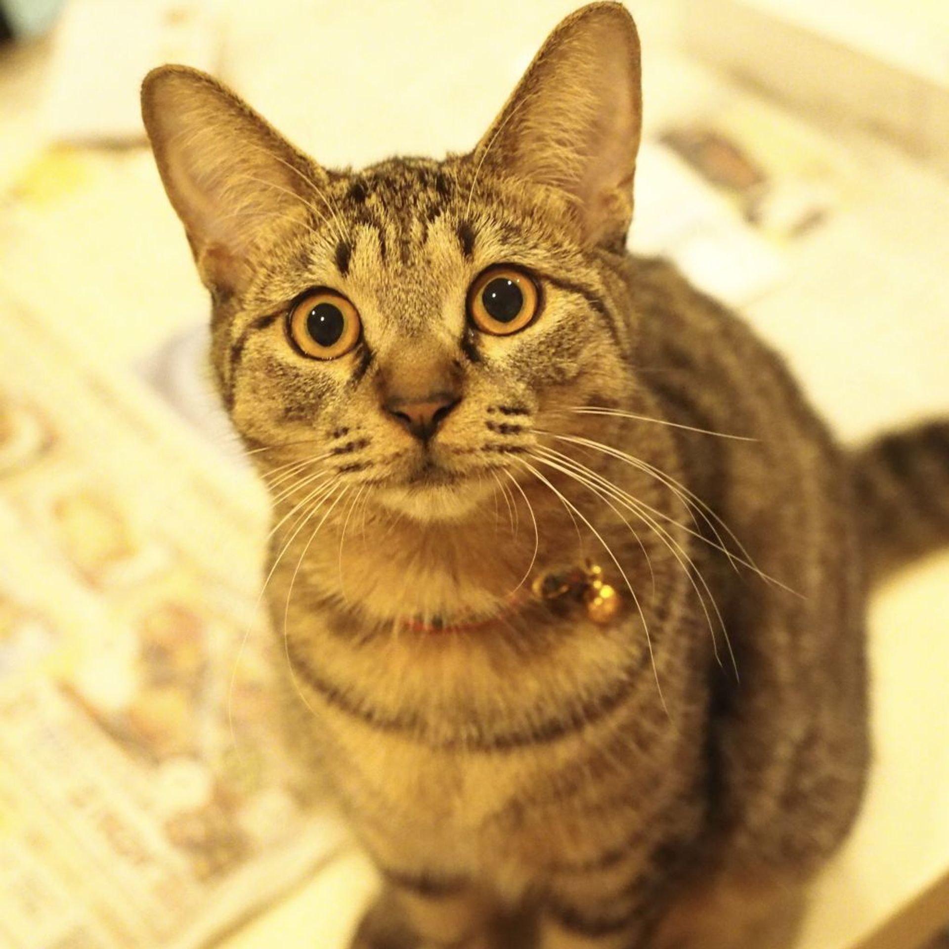 雑種（ミックス猫）・メスの里親募集の写真