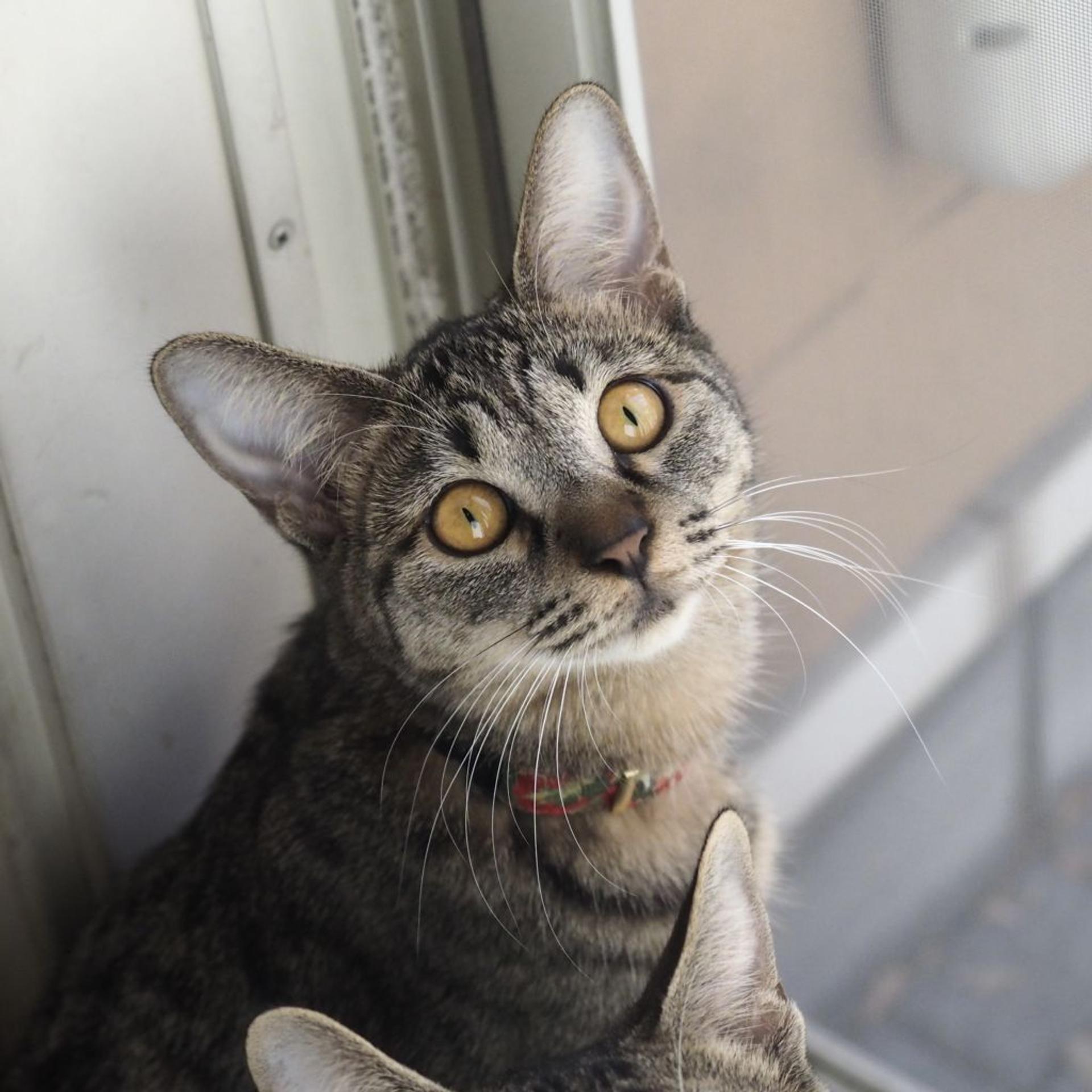 pet-image-8