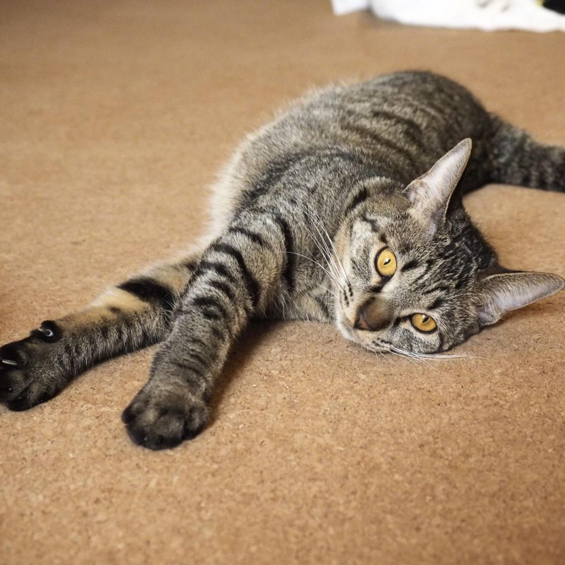 pet-image-5