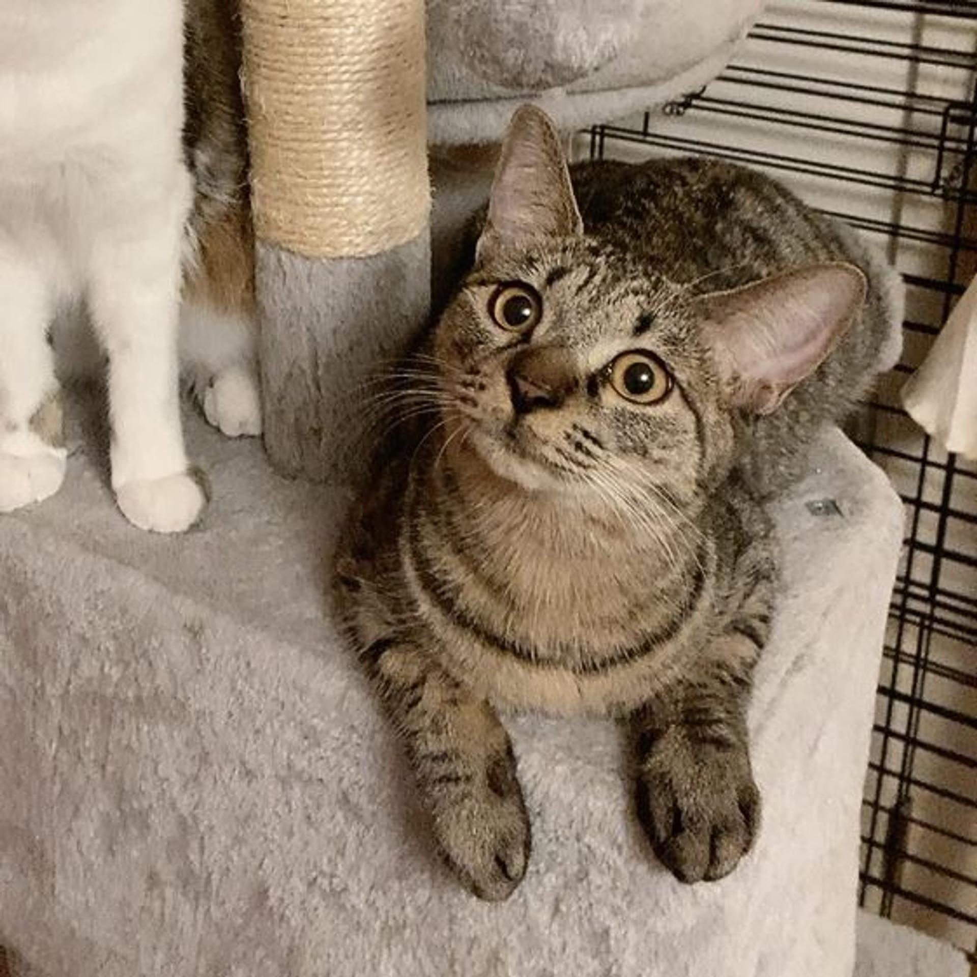 pet-image-9