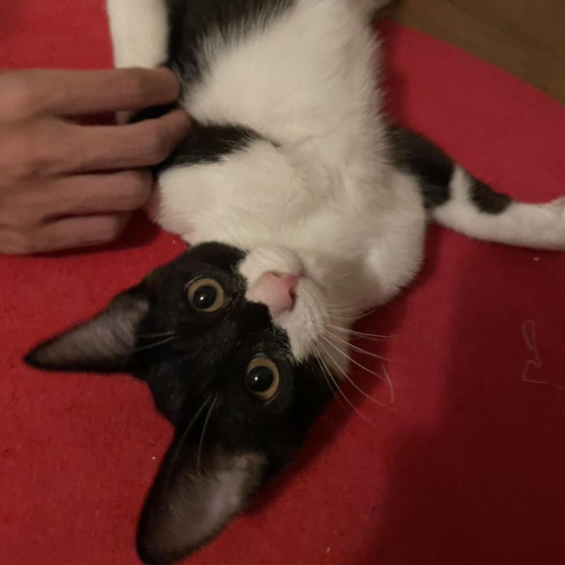 pet-image-2