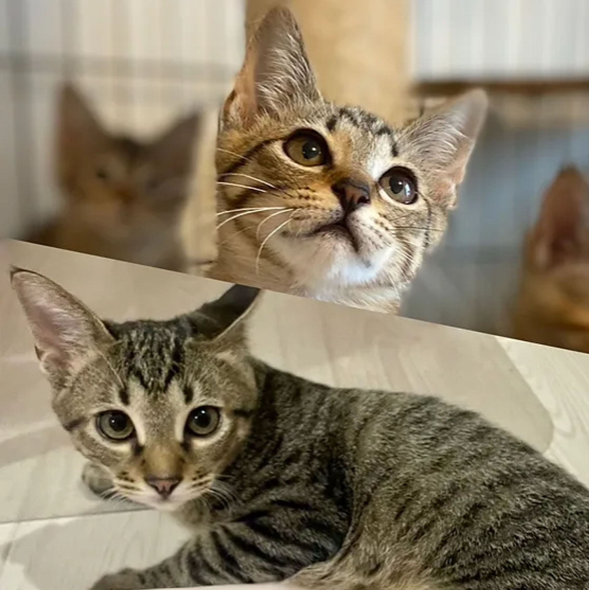 雑種（ミックス猫）・メスの里親募集の写真