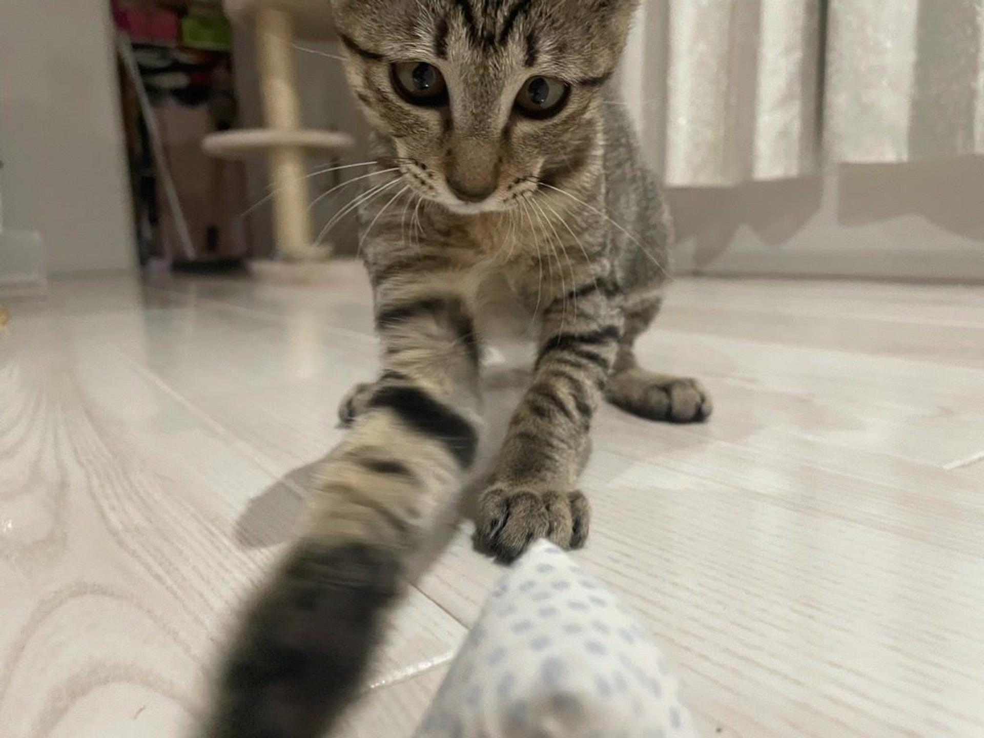 pet-image-5