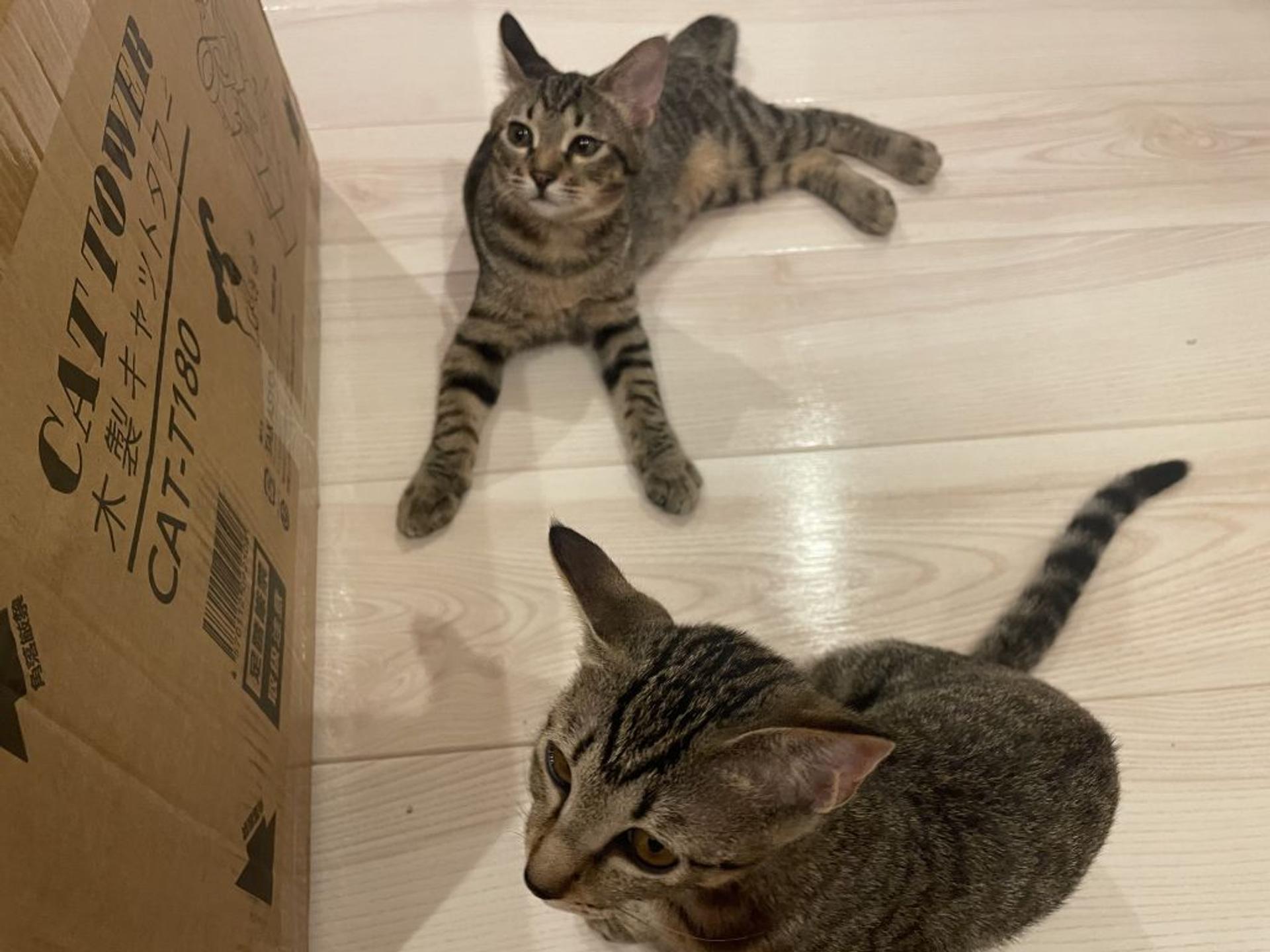 pet-image-7