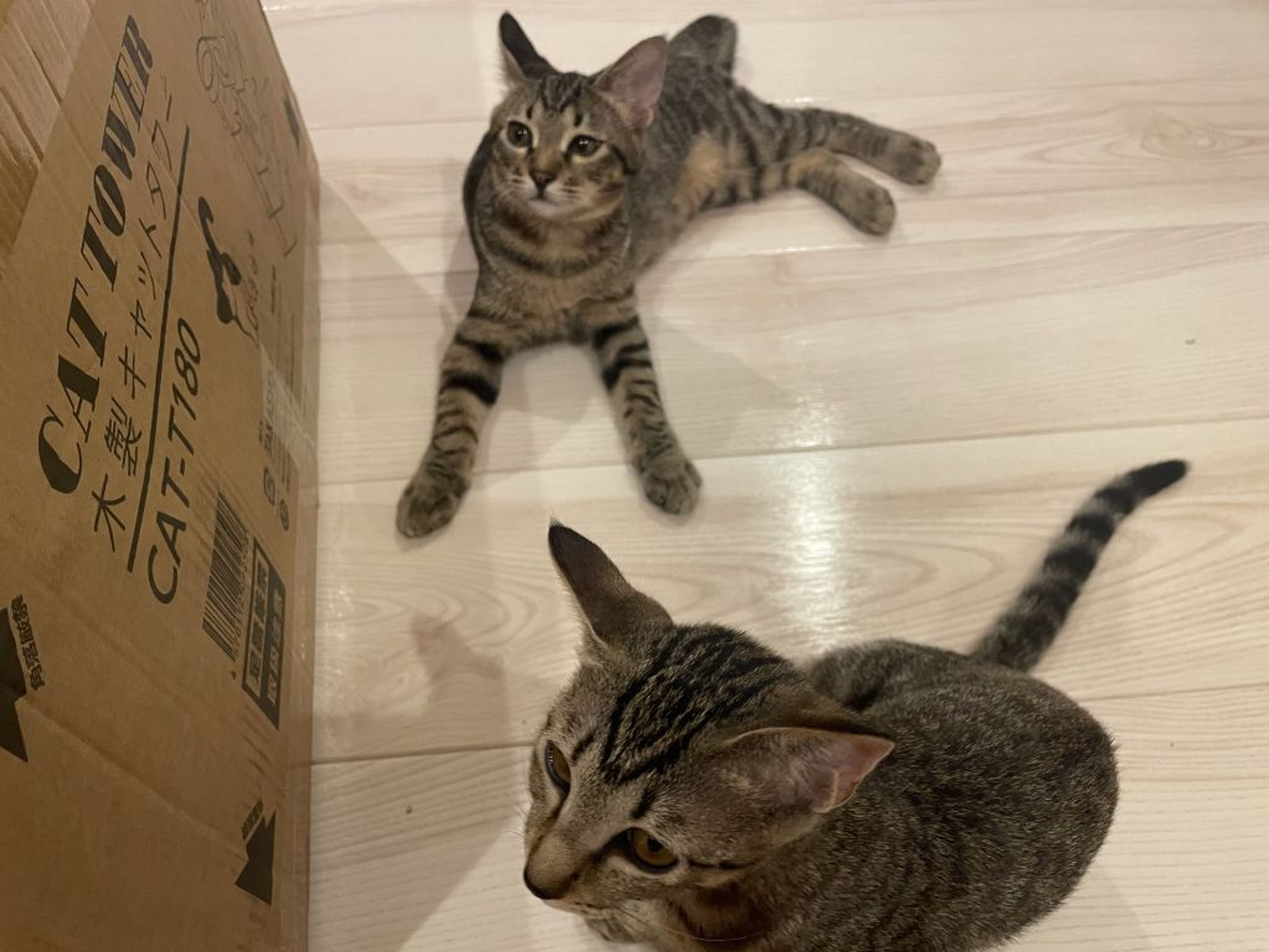 pet-image-7