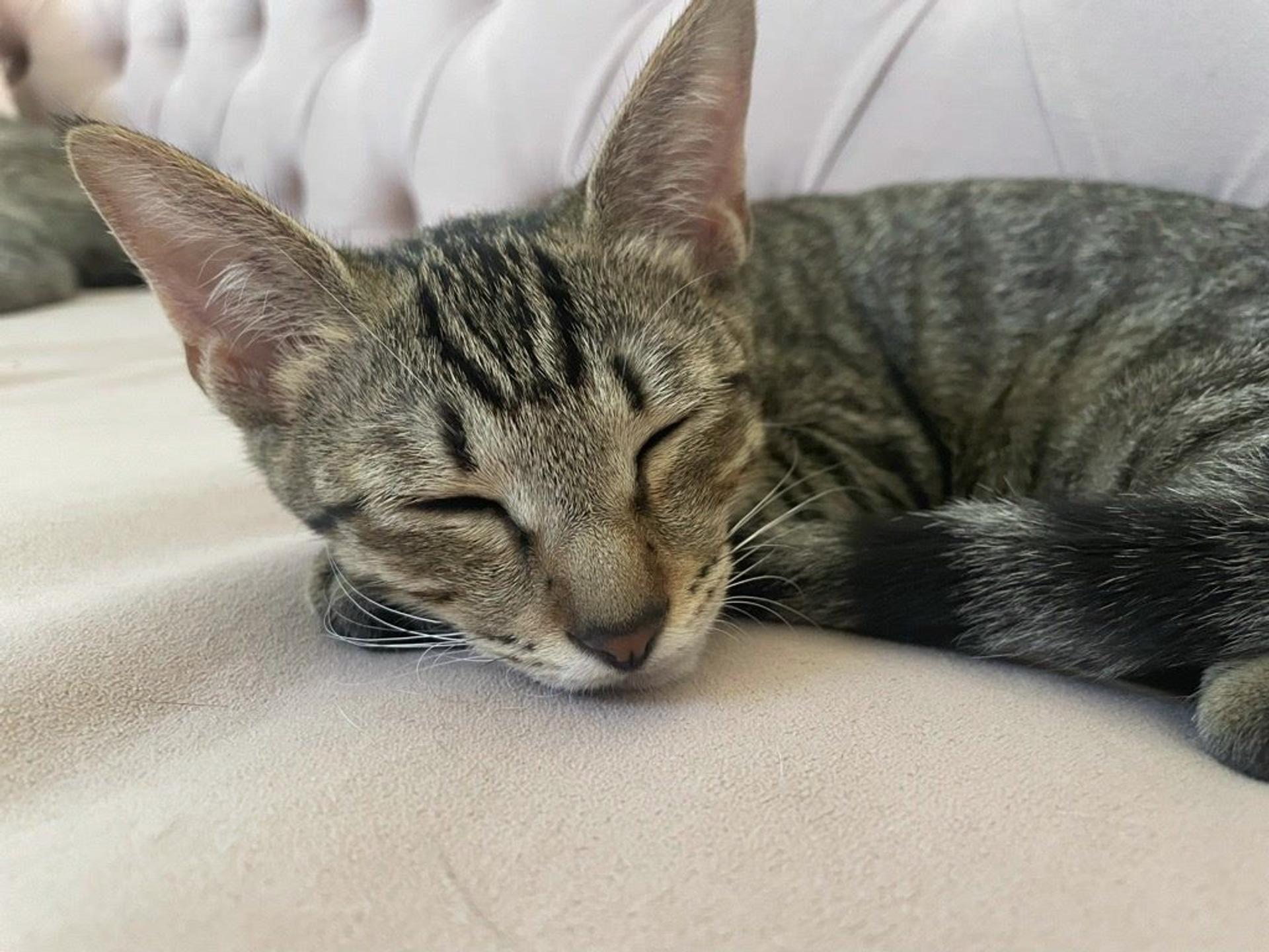pet-image-9