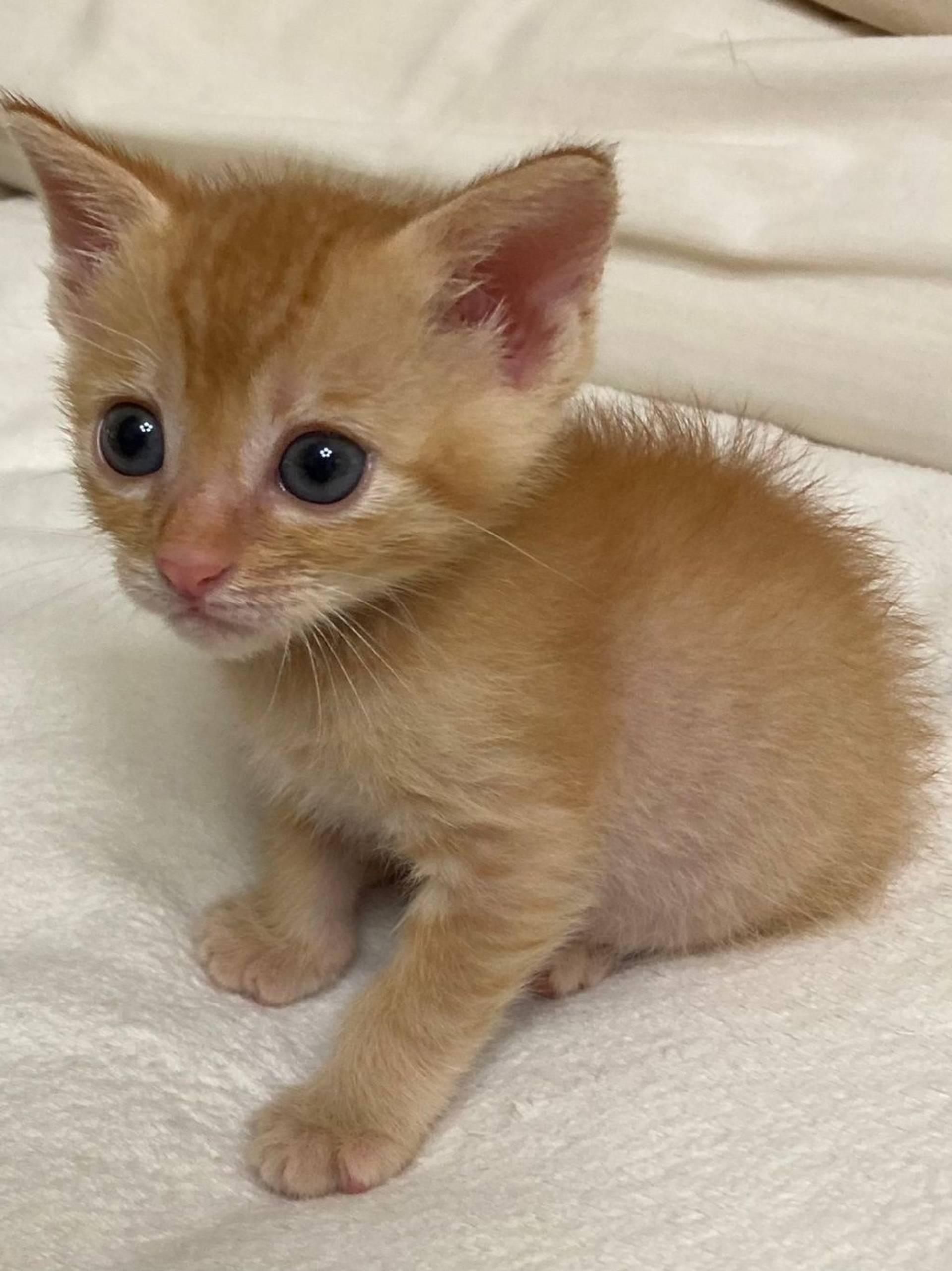 雑種（ミックス猫）・メスの里親募集の写真